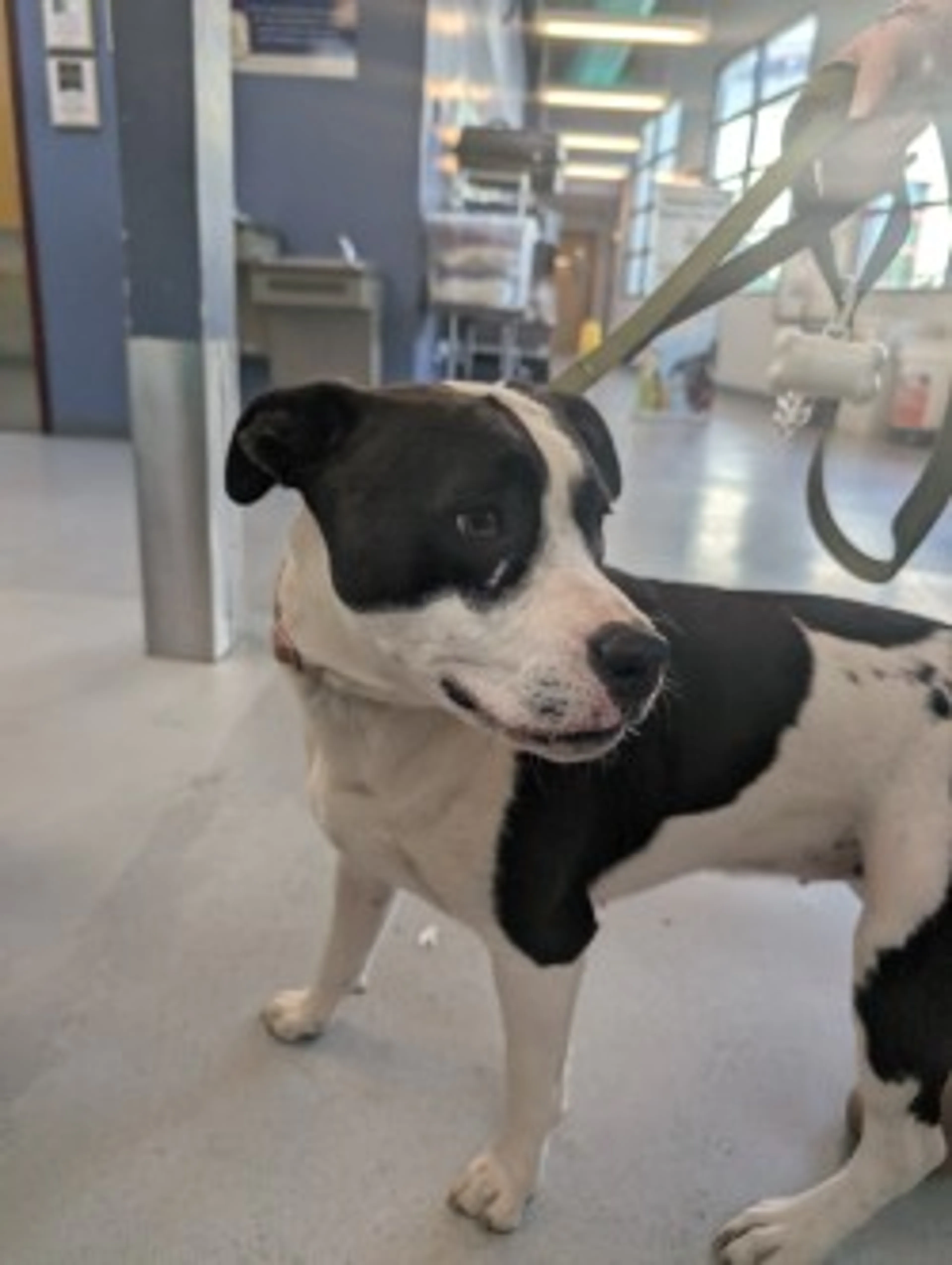 Found pet