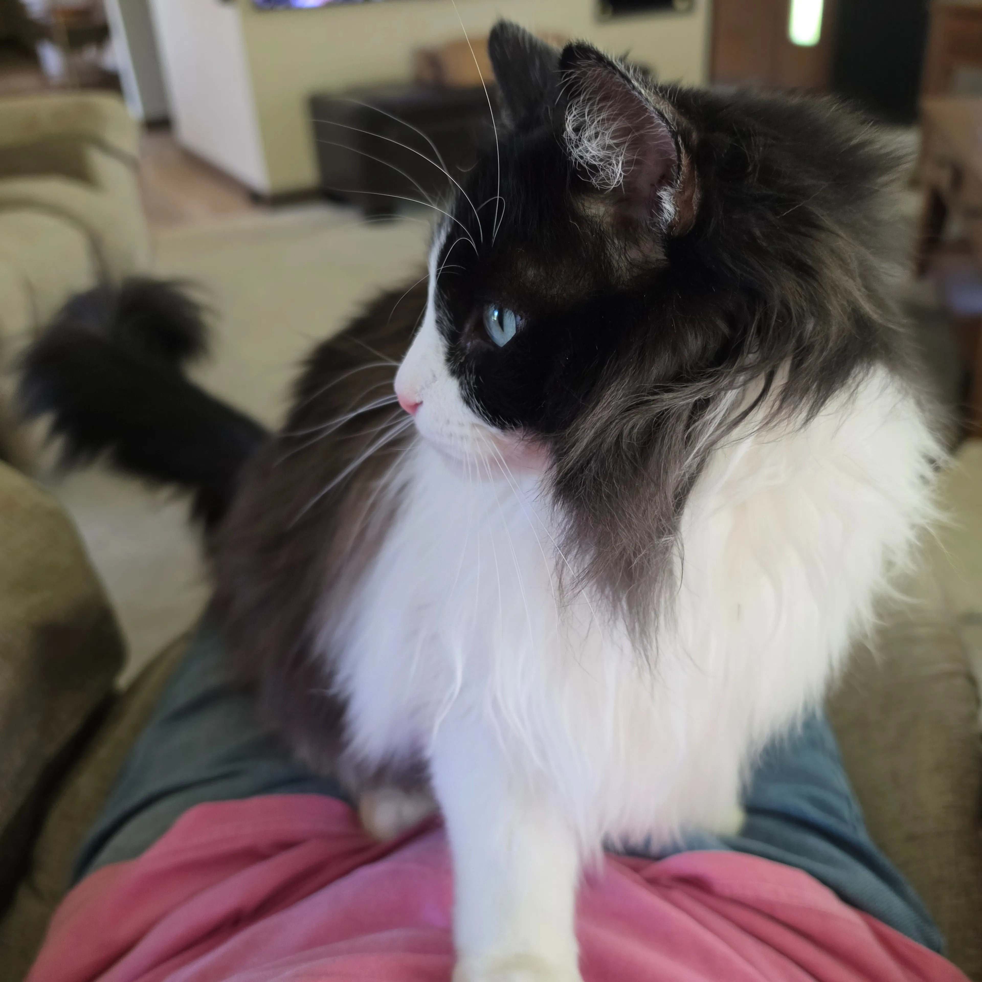 Lost pet-1