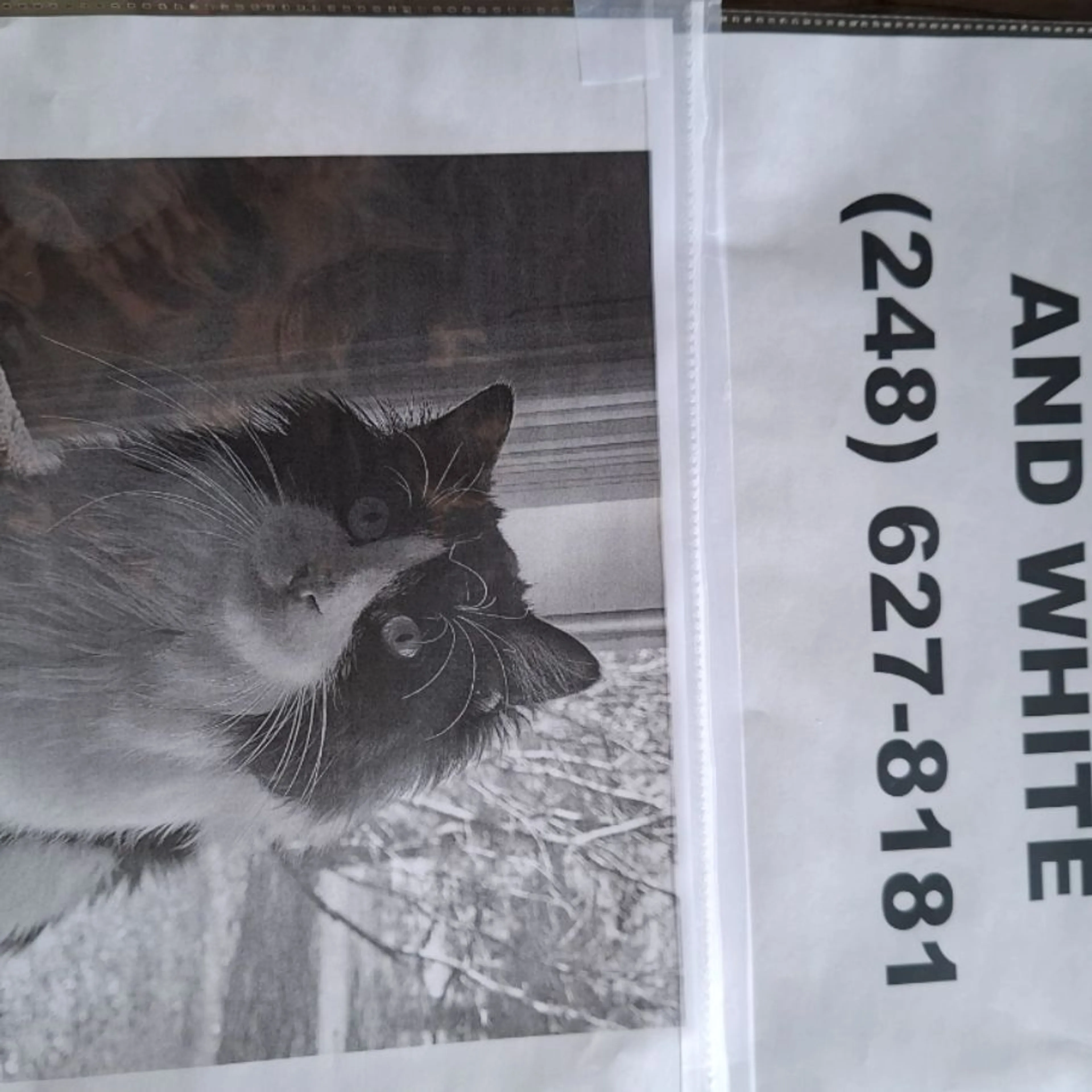 Lost pet-0