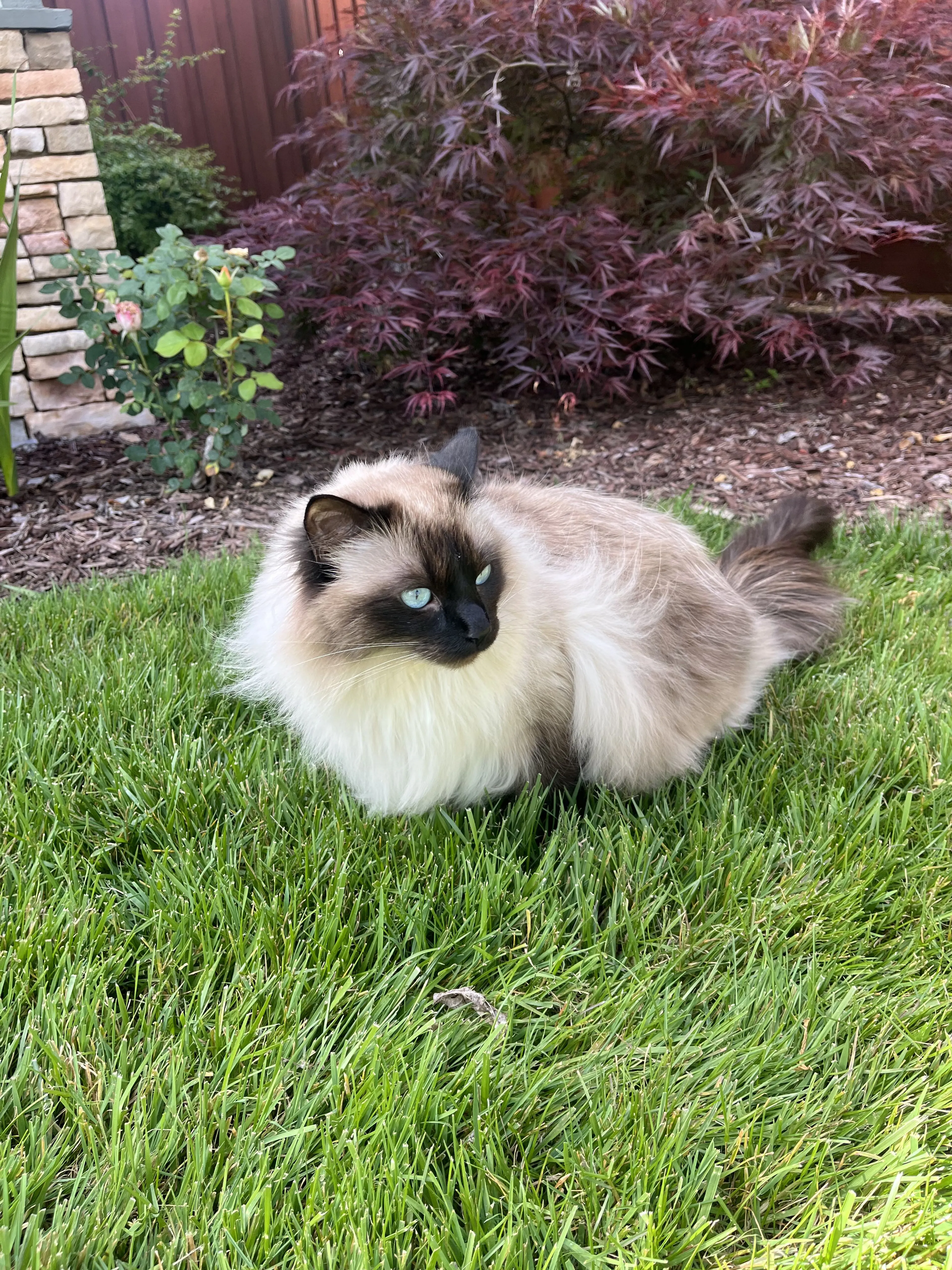 Lost pet-0