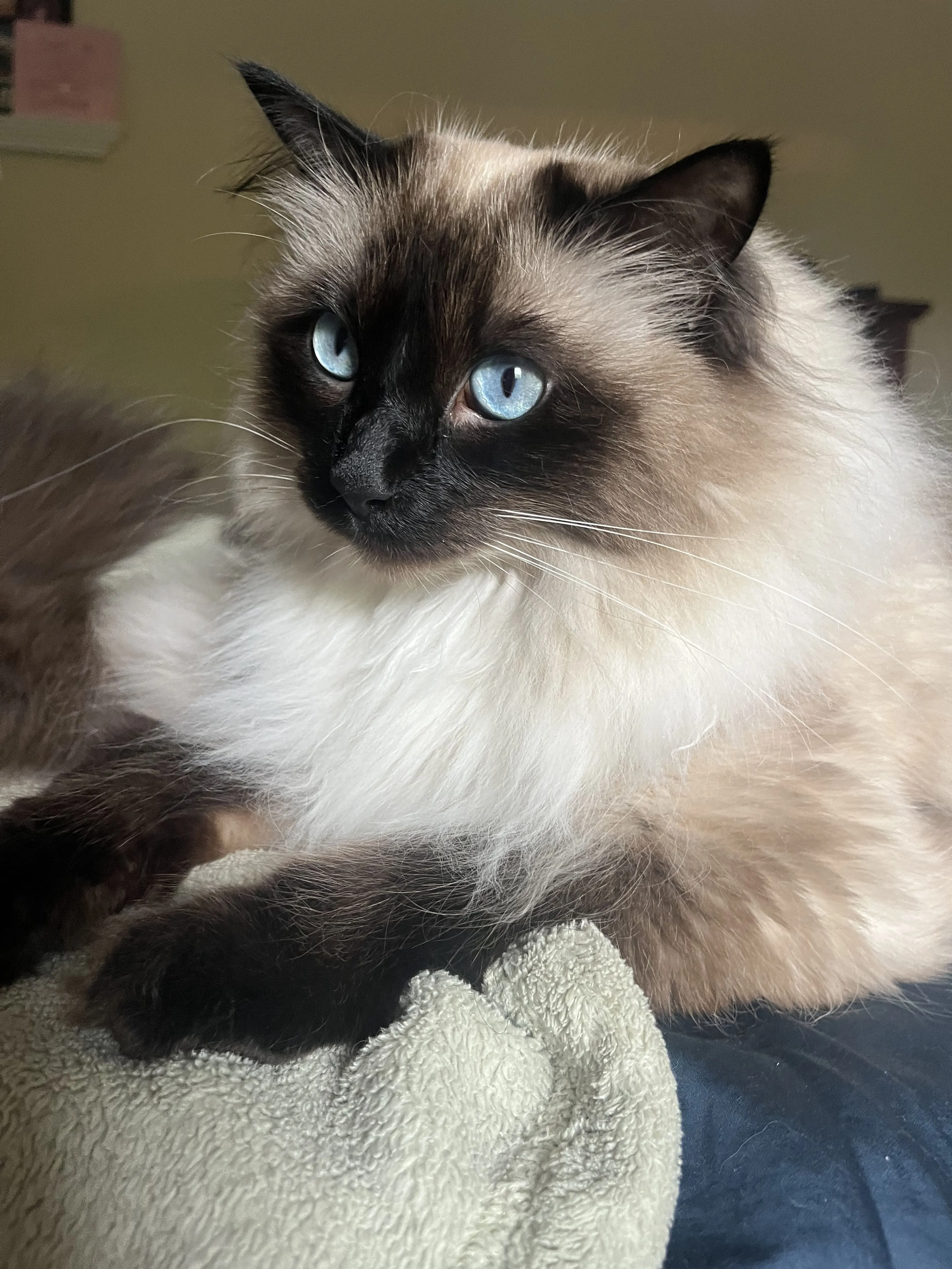 Lost pet-1