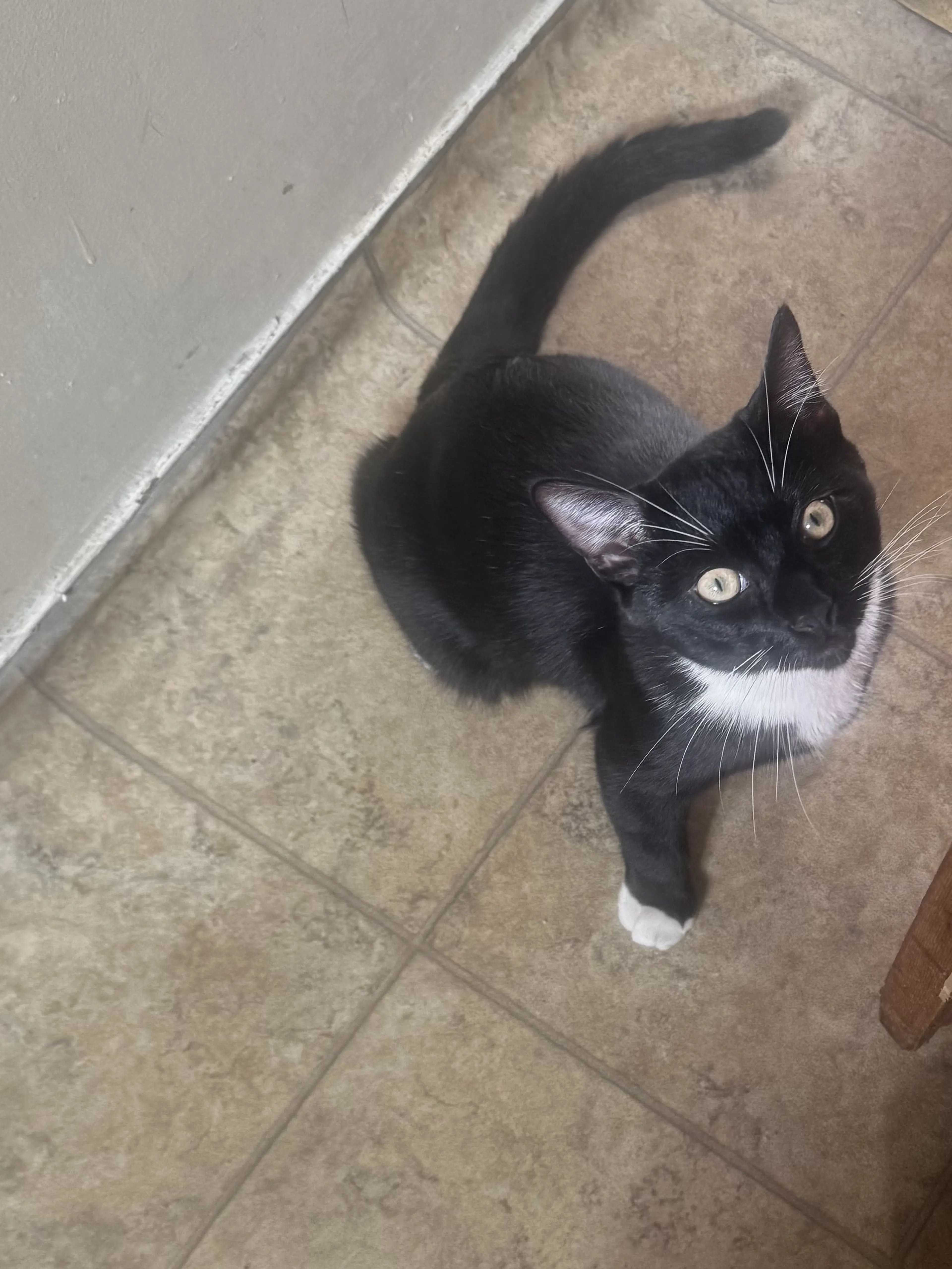 Lost pet