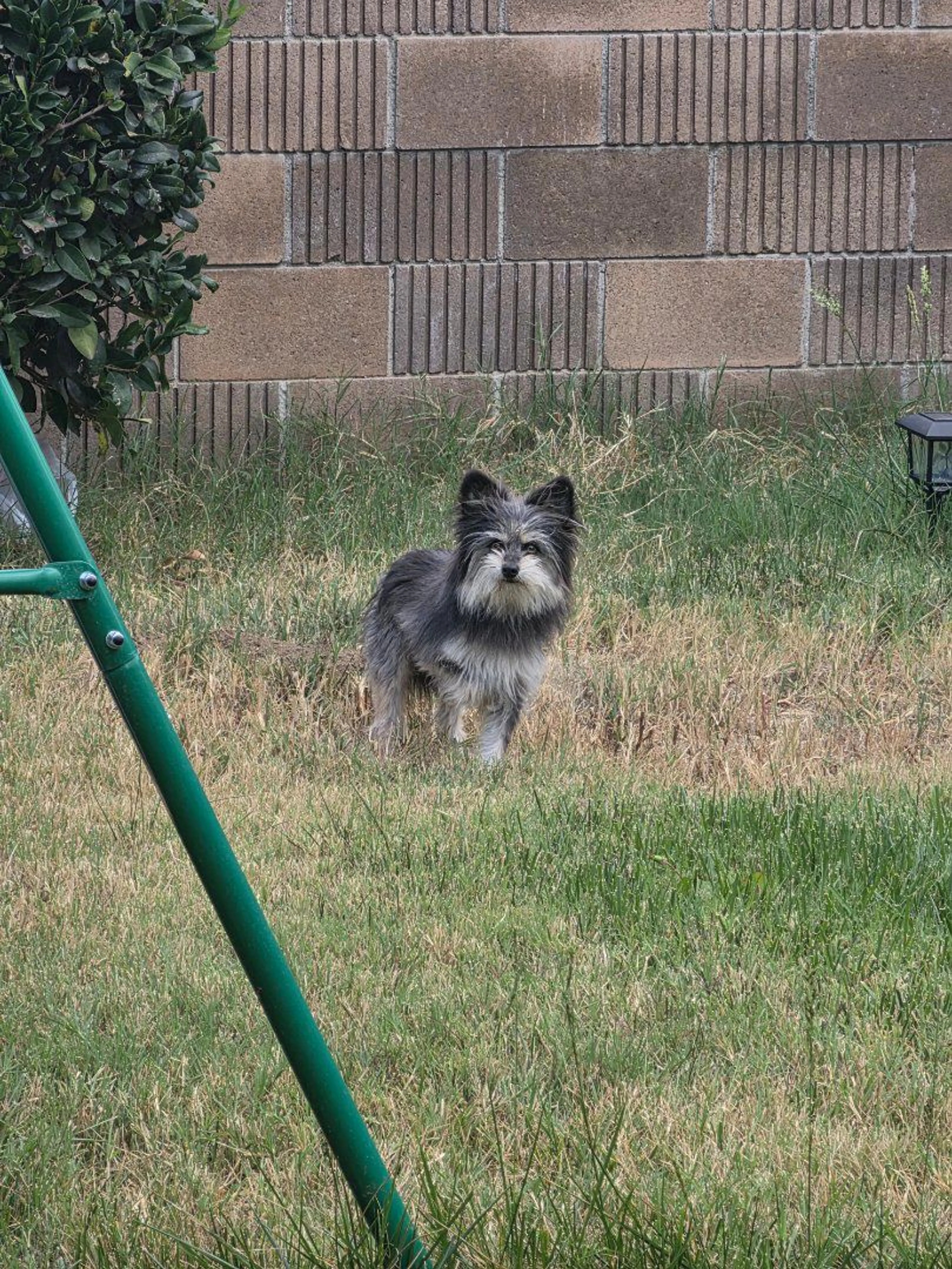 Lost pet