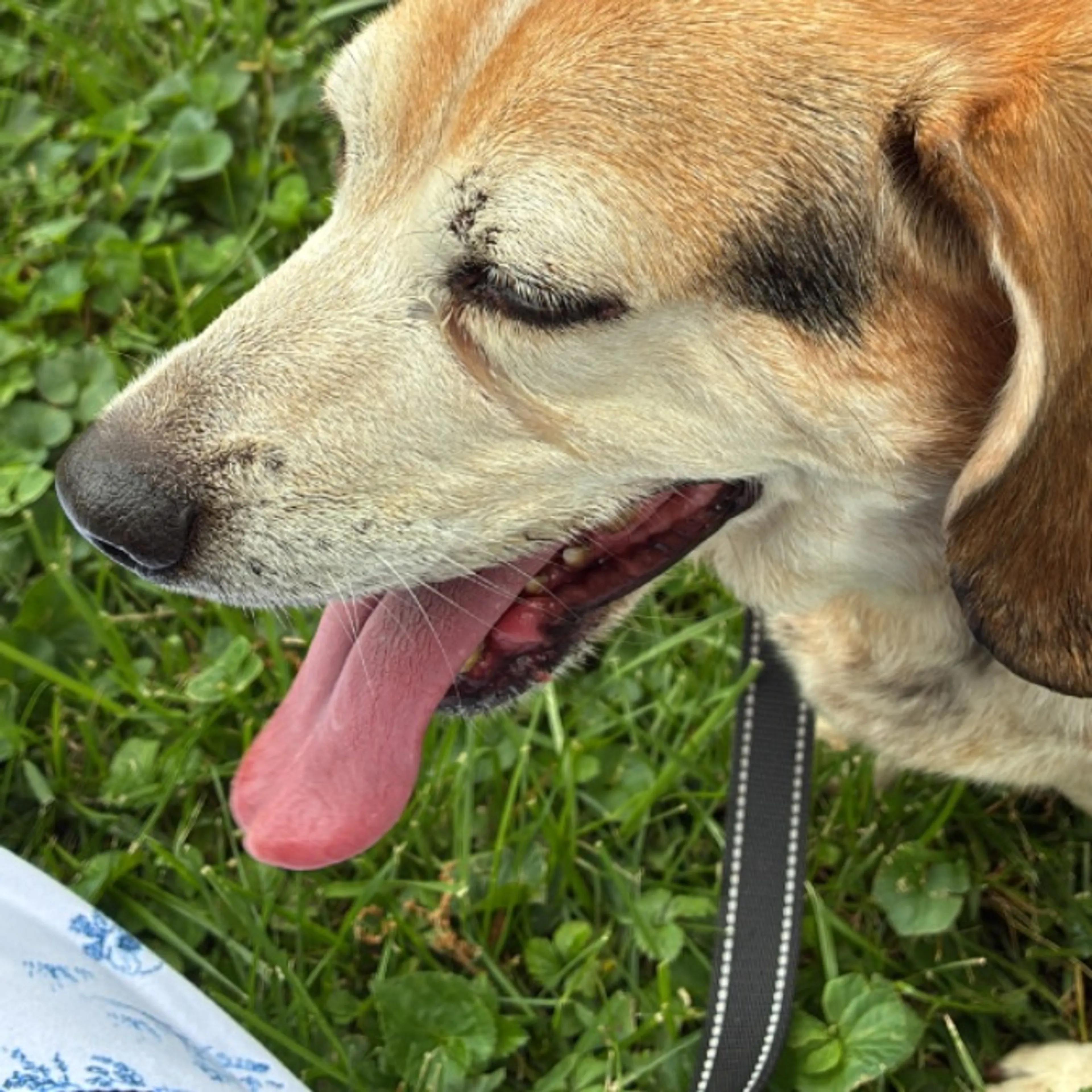 Found pet