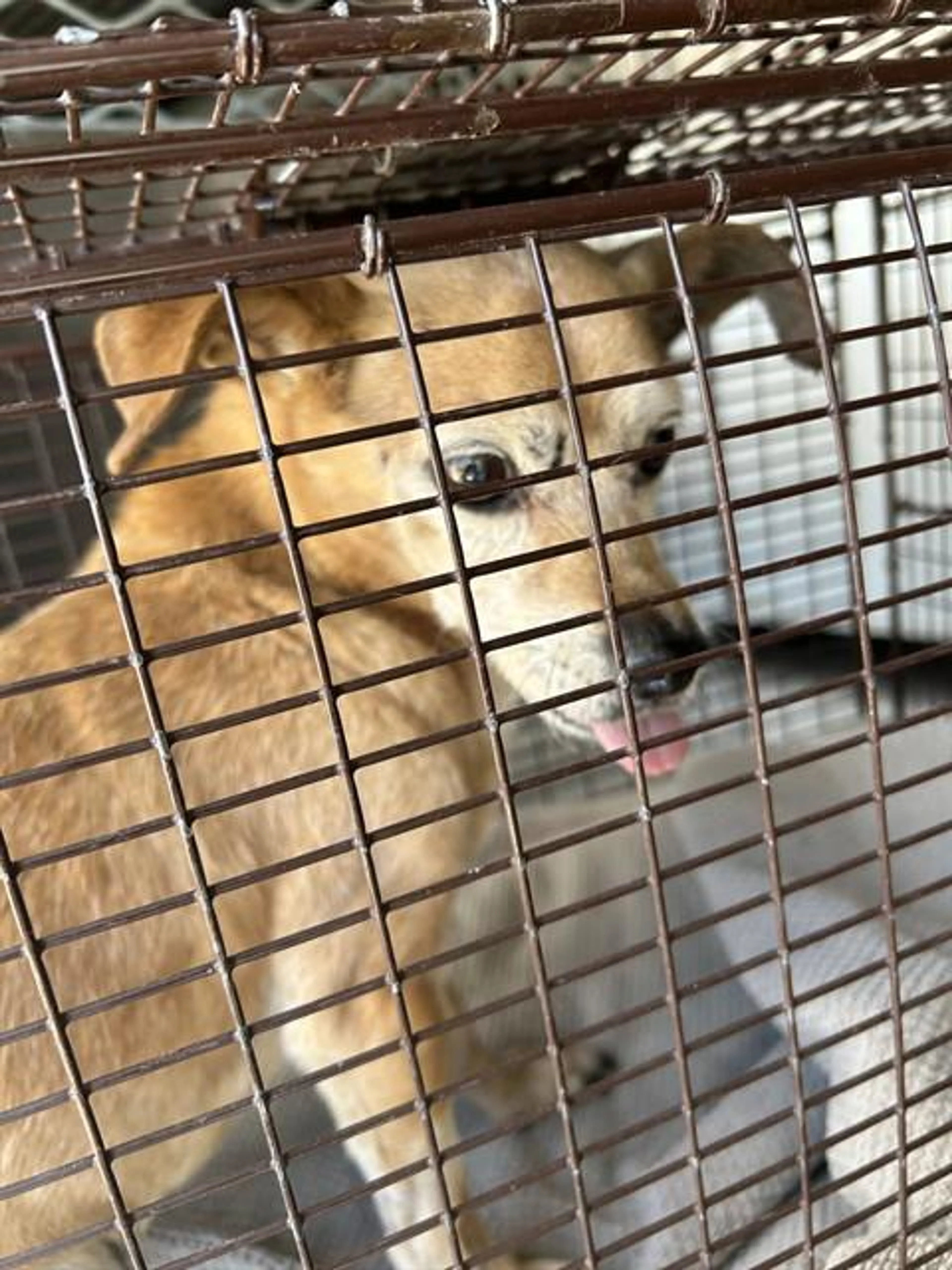 Found pet
