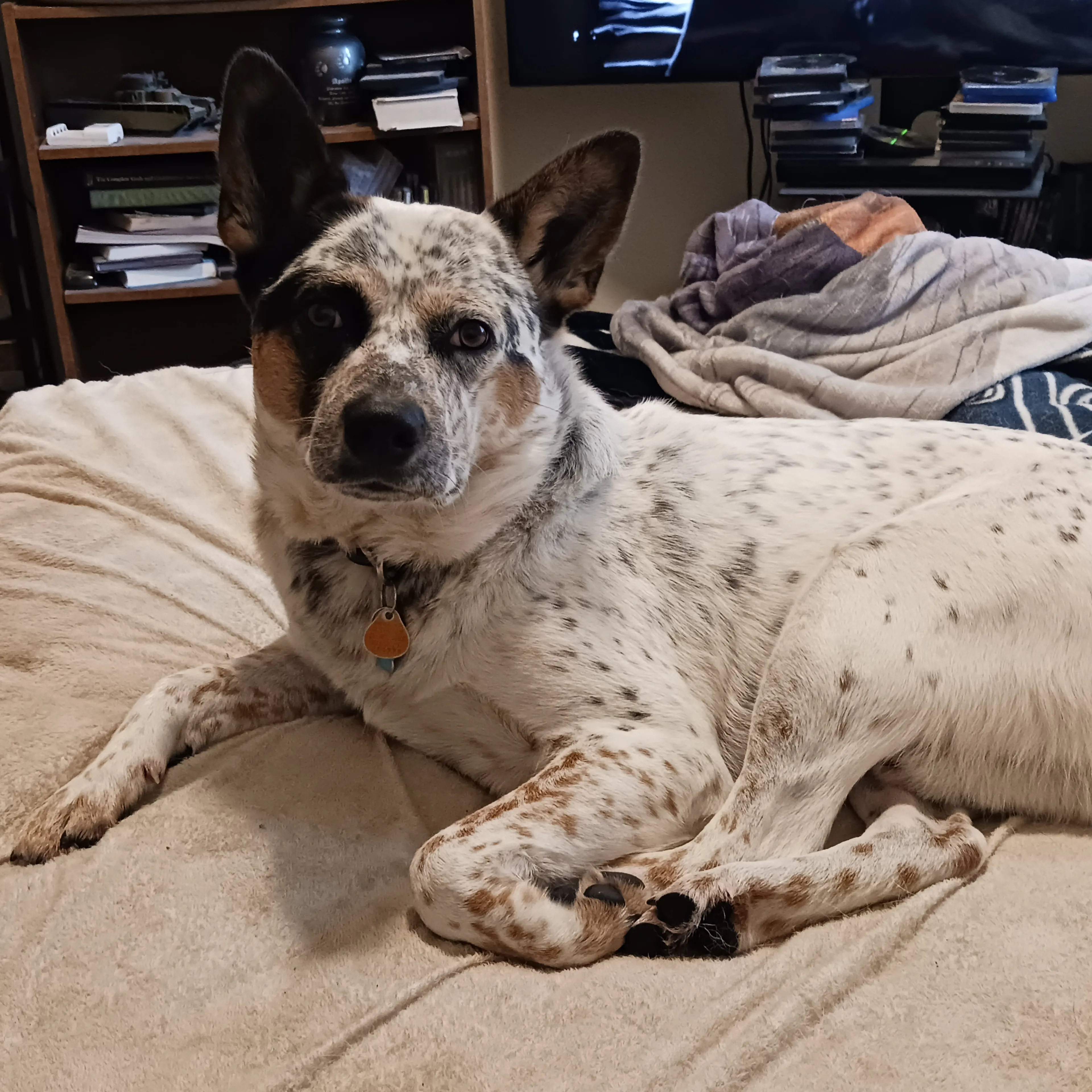 Lost pet-1