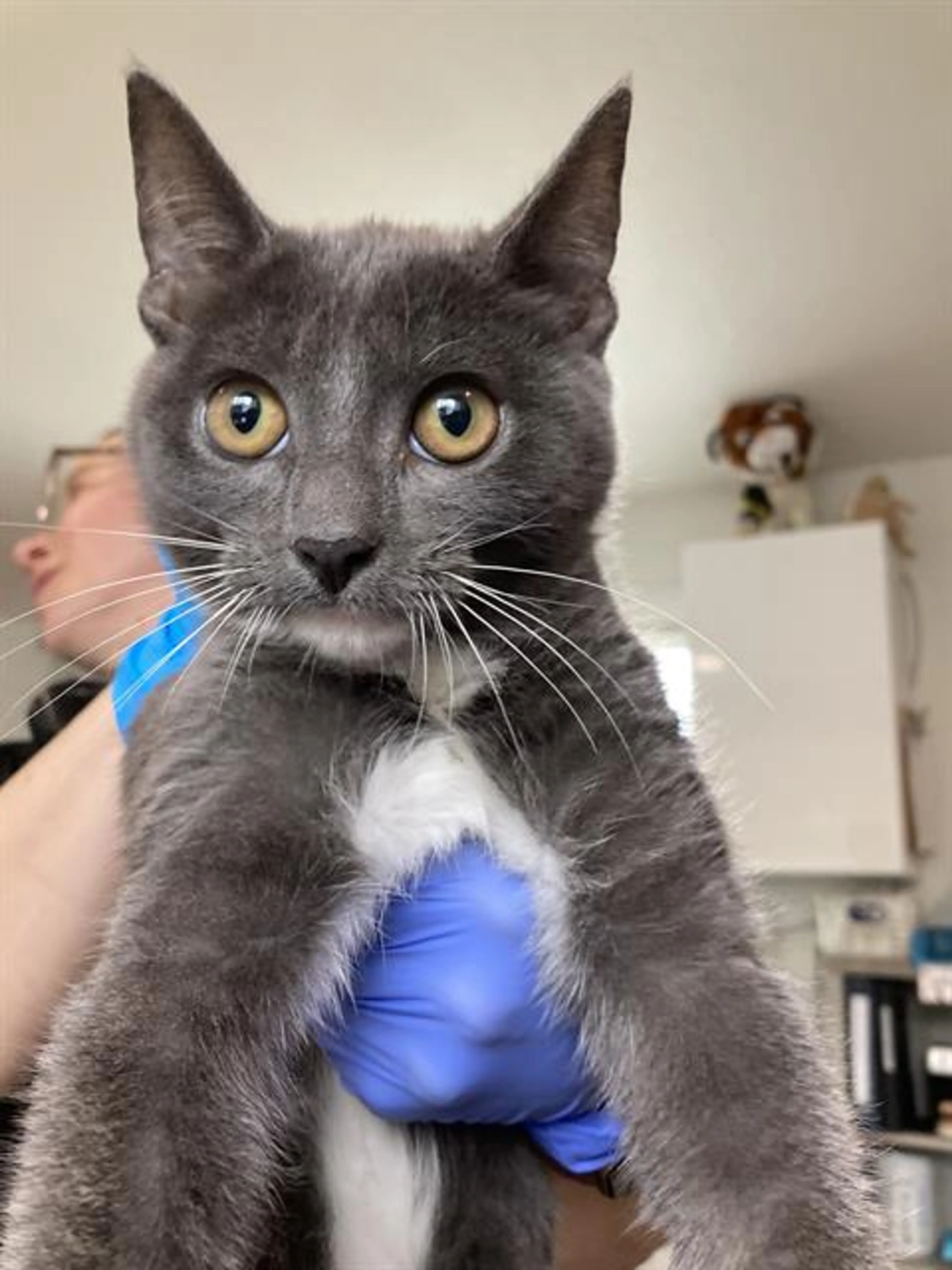 Found pet