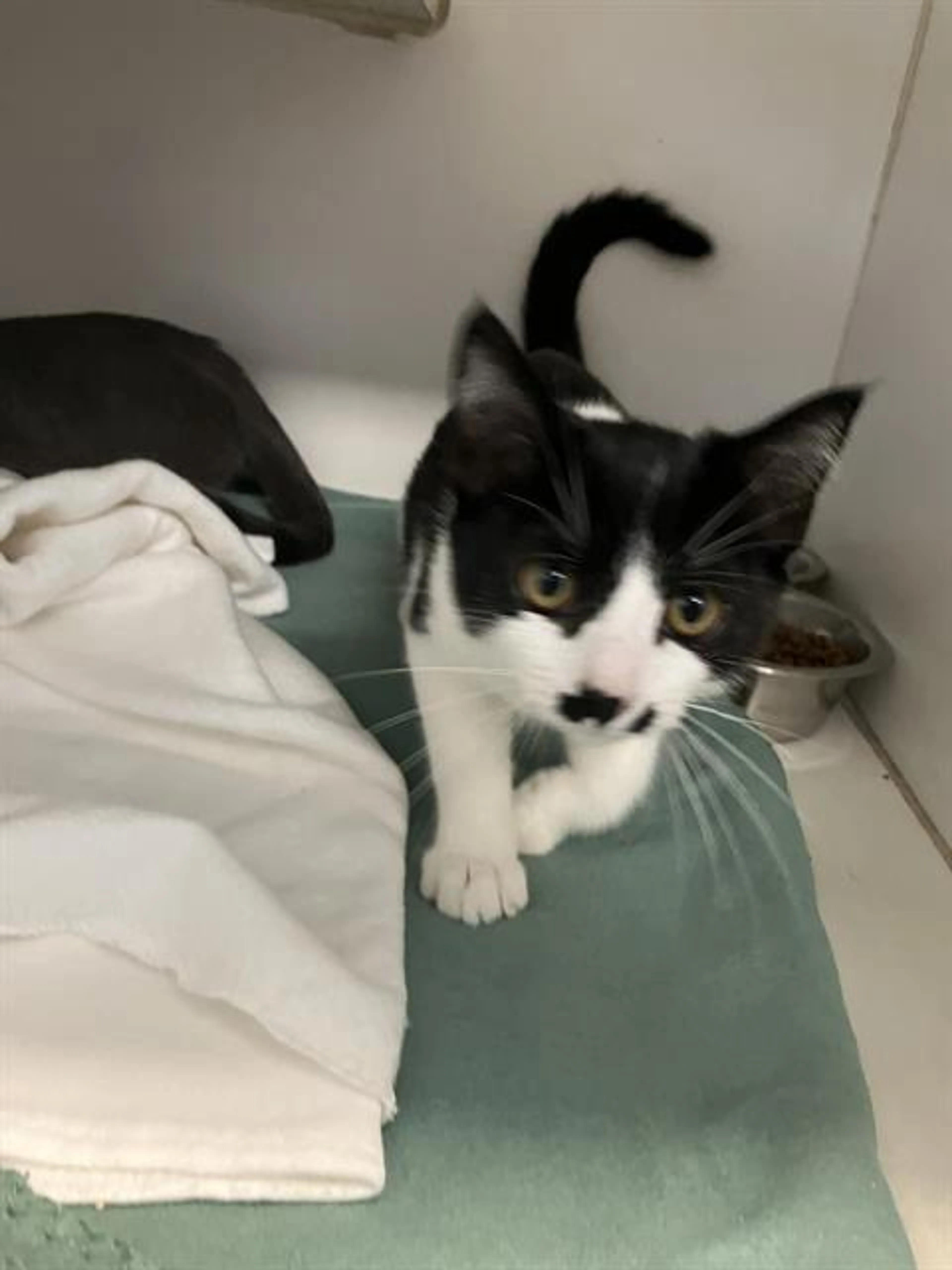 Found pet