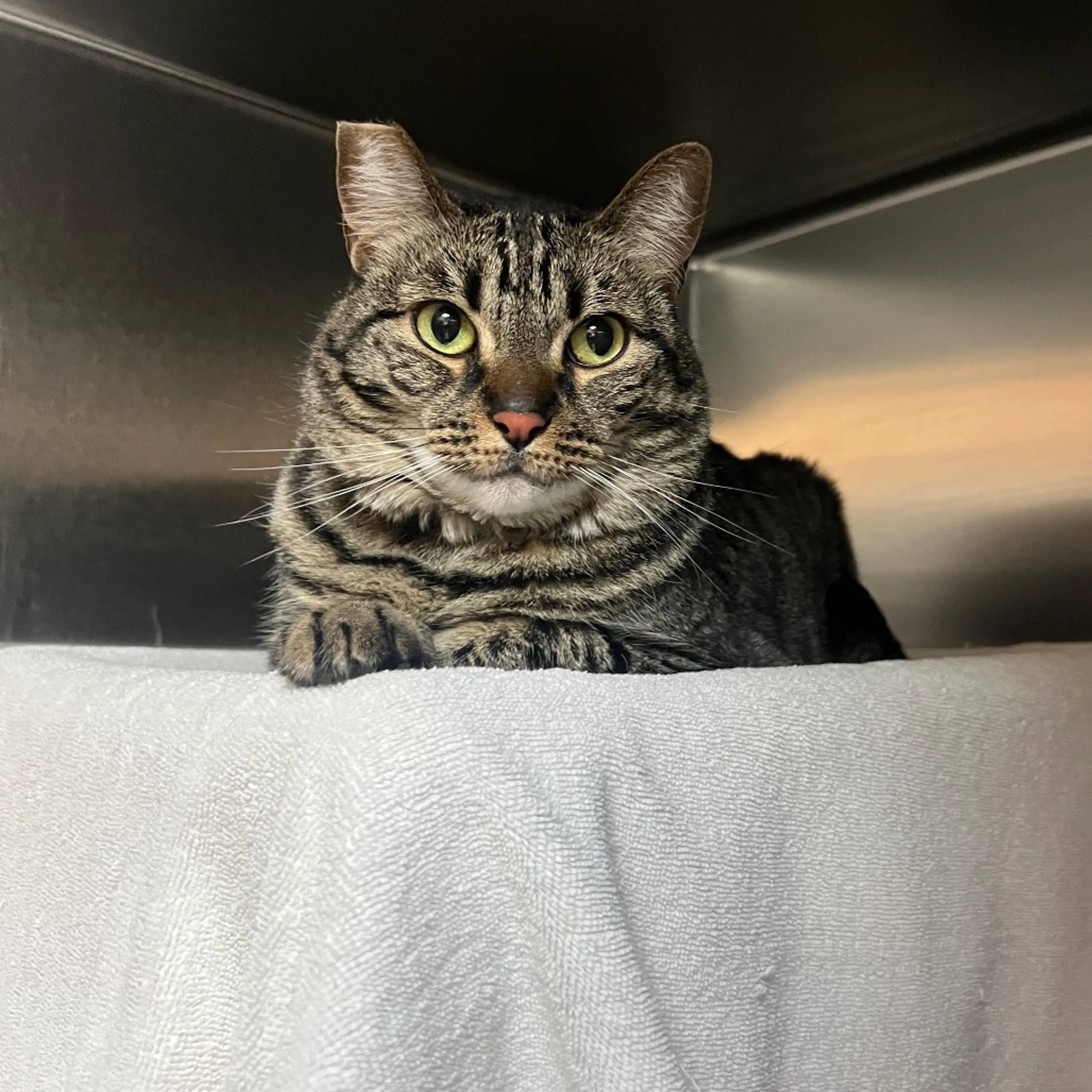 Found pet