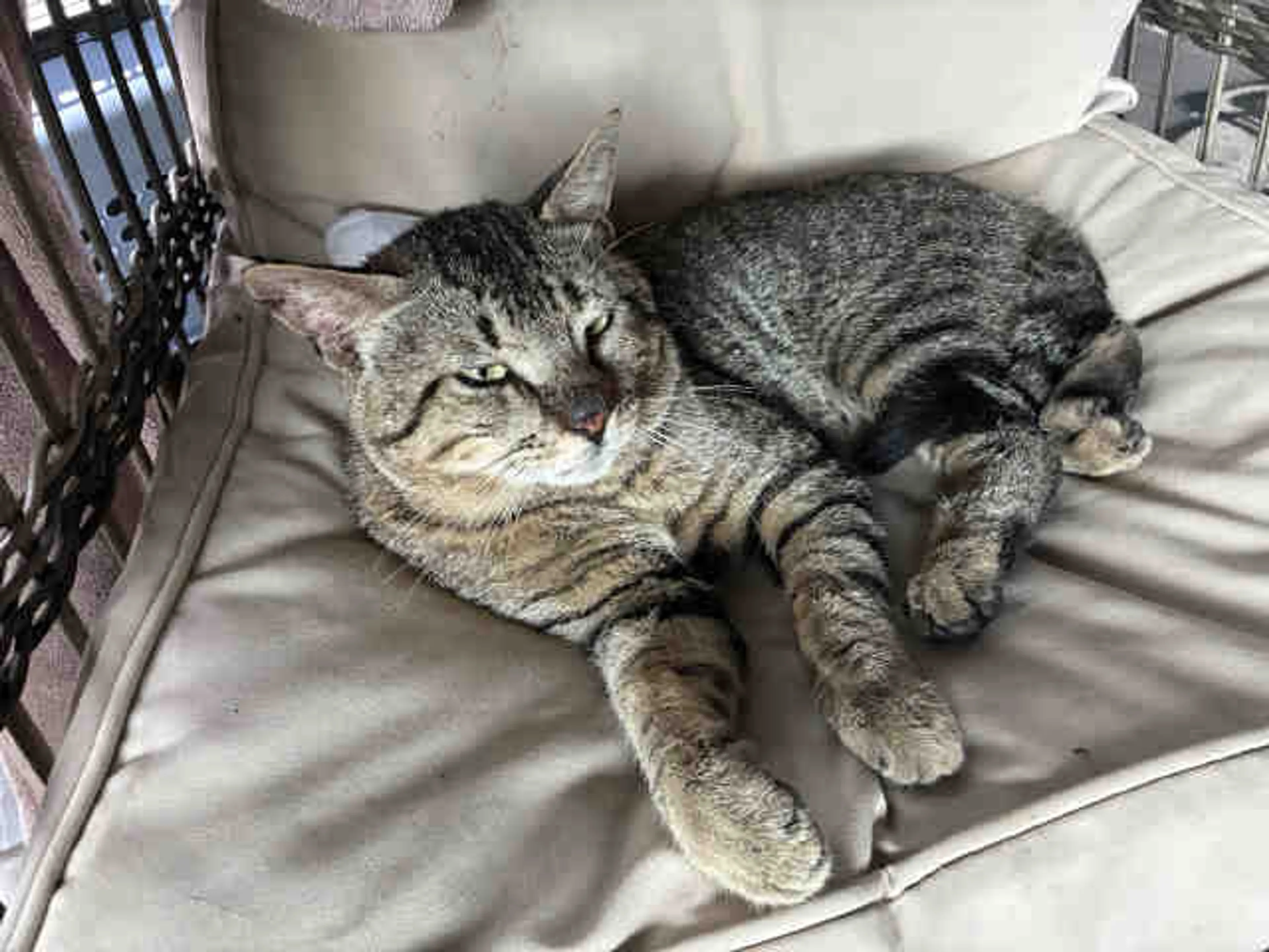 Found pet