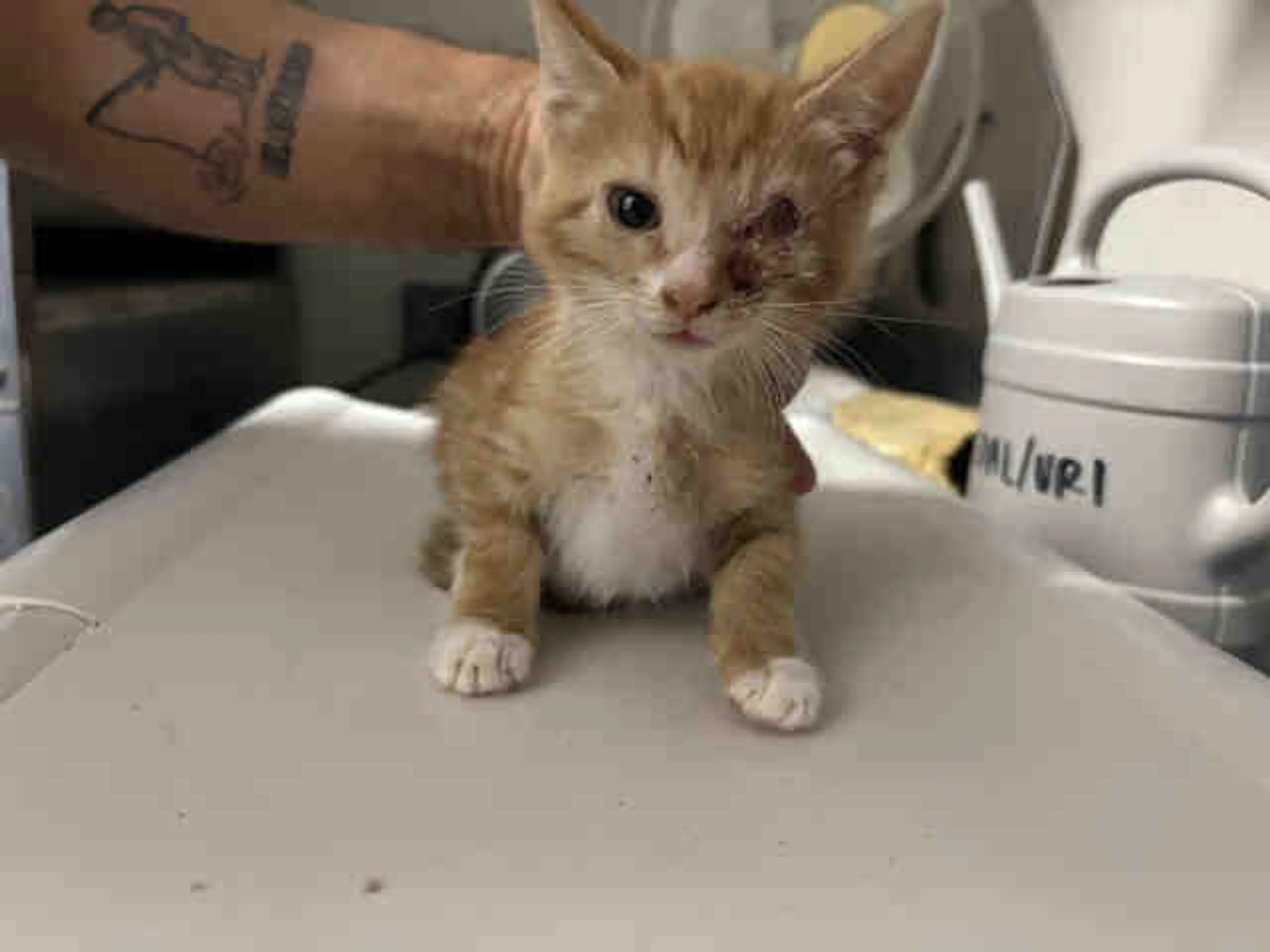 Found pet