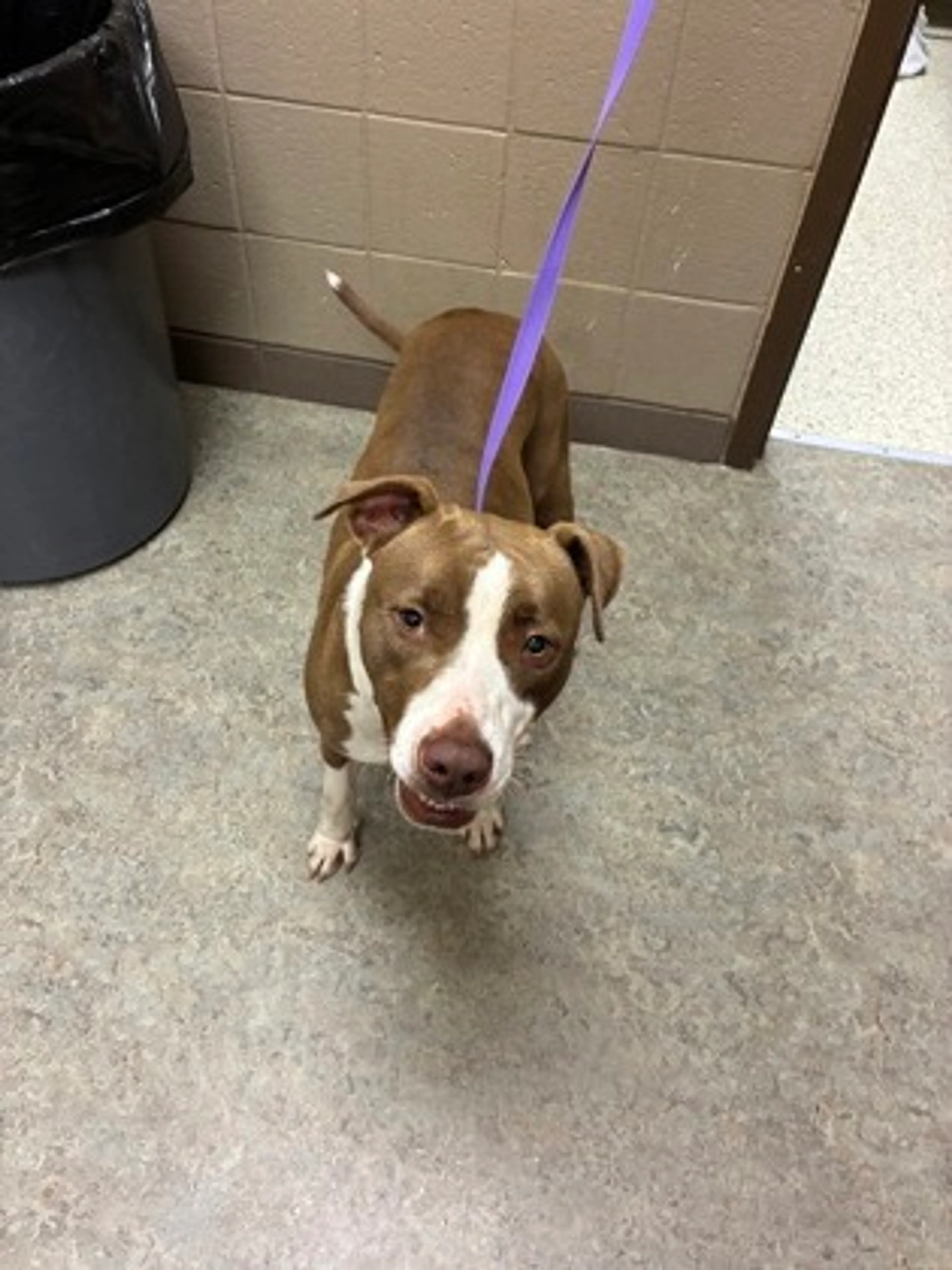 Found pet