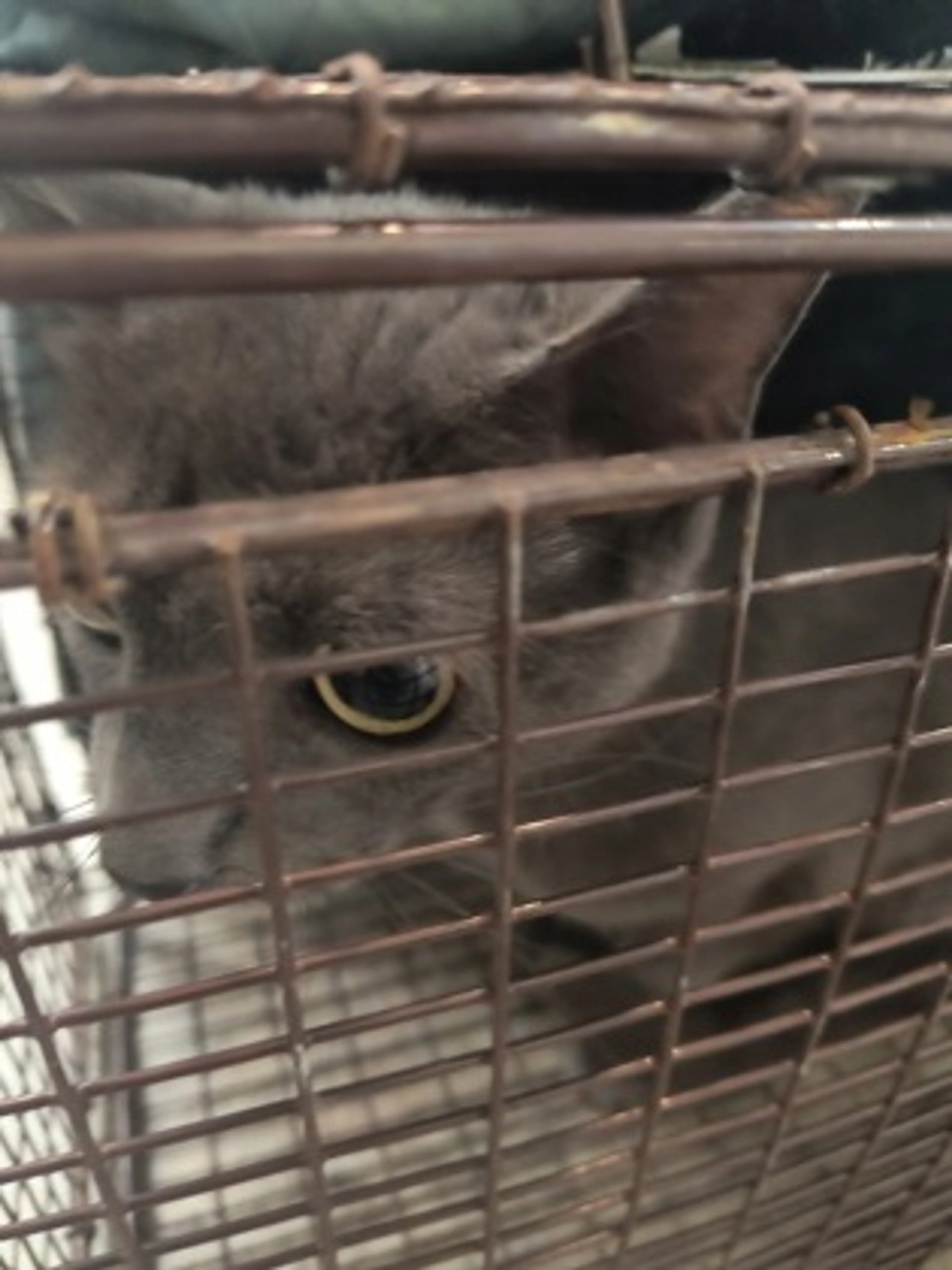 Found pet