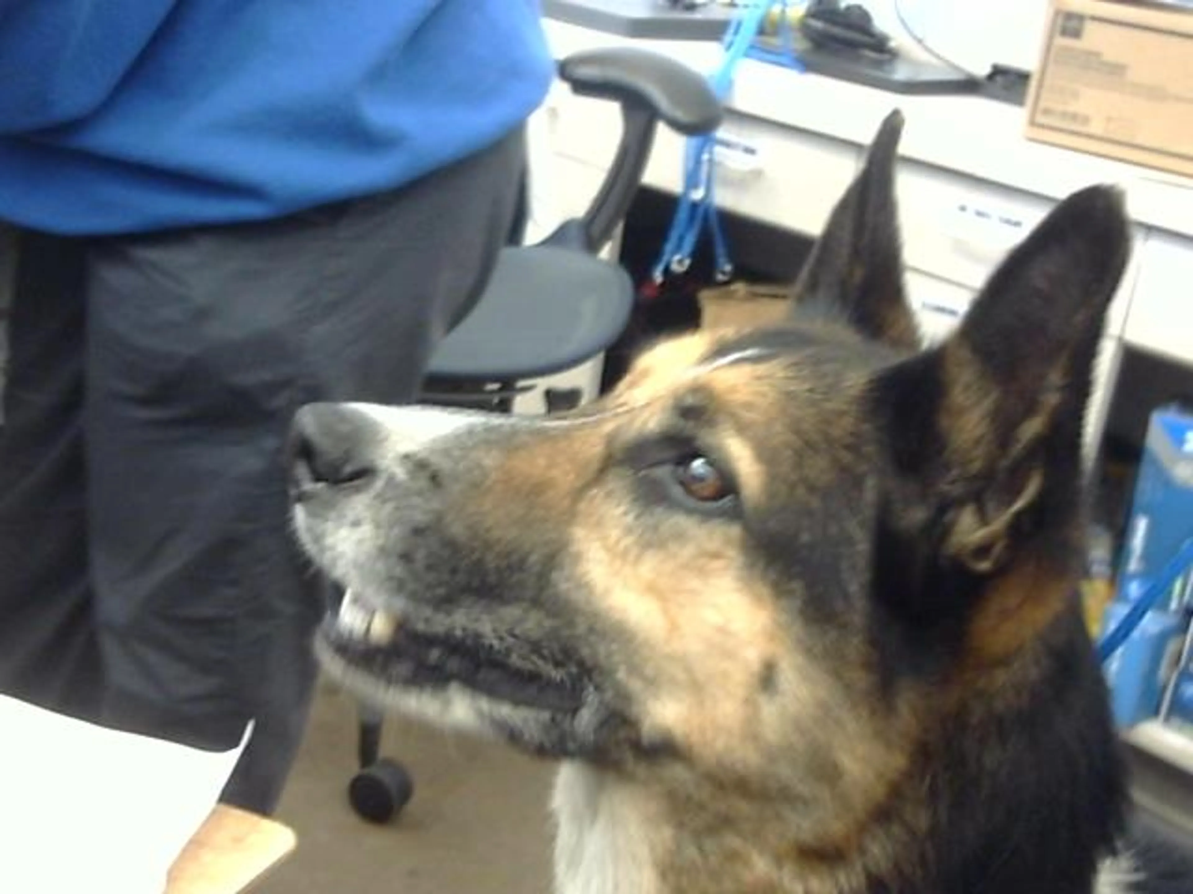 Found pet