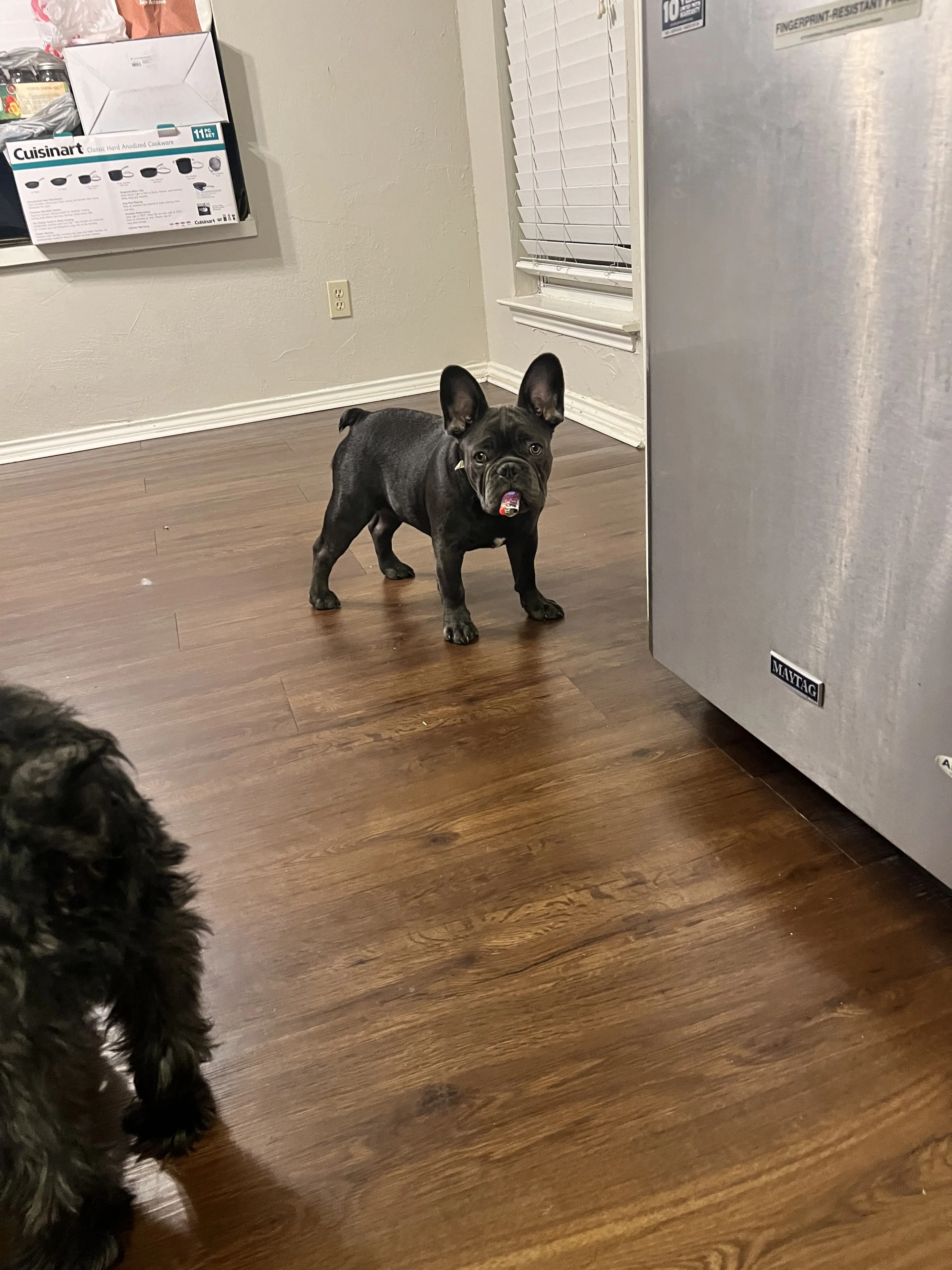 Lost pet-2