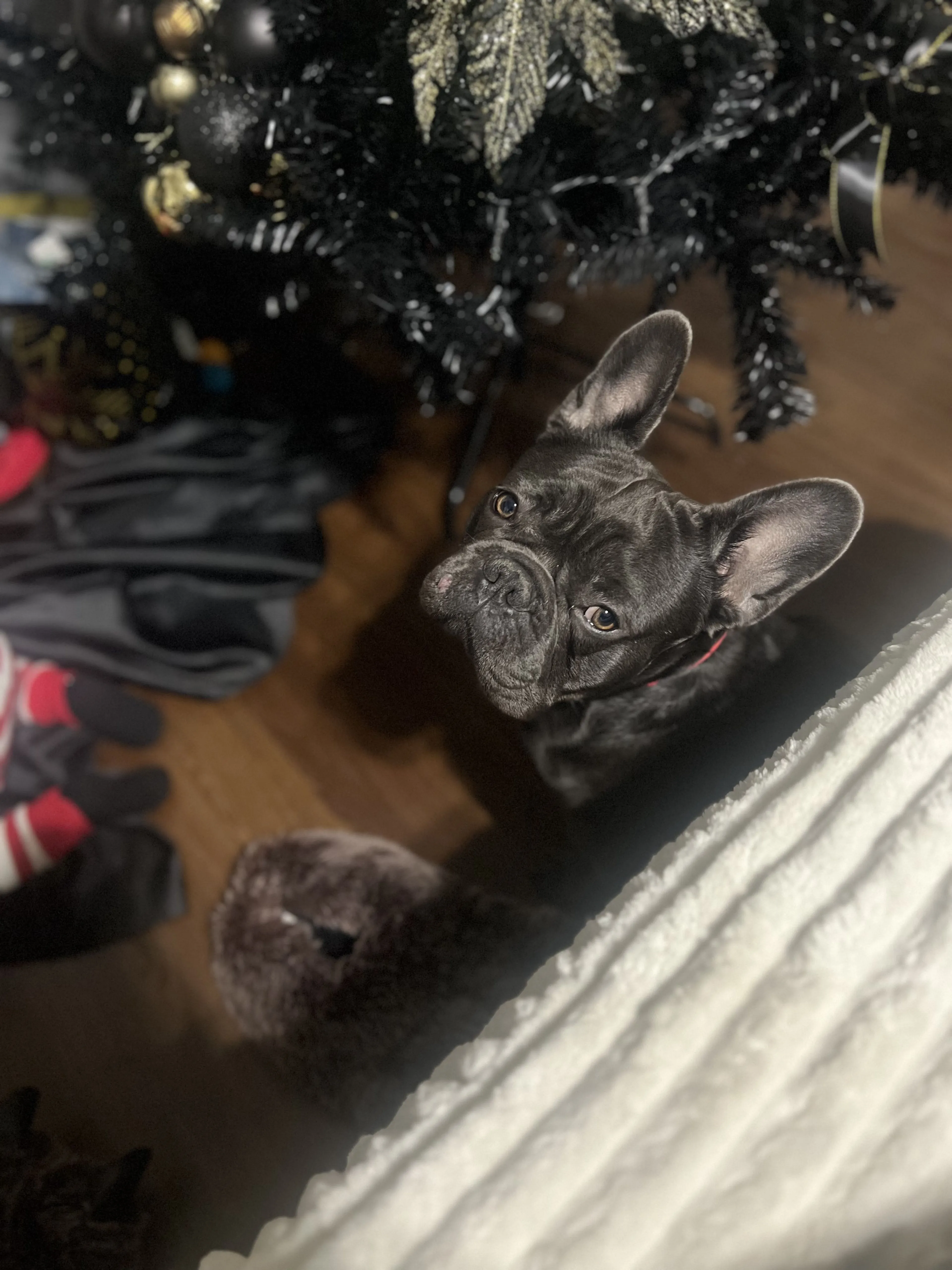Lost pet-0