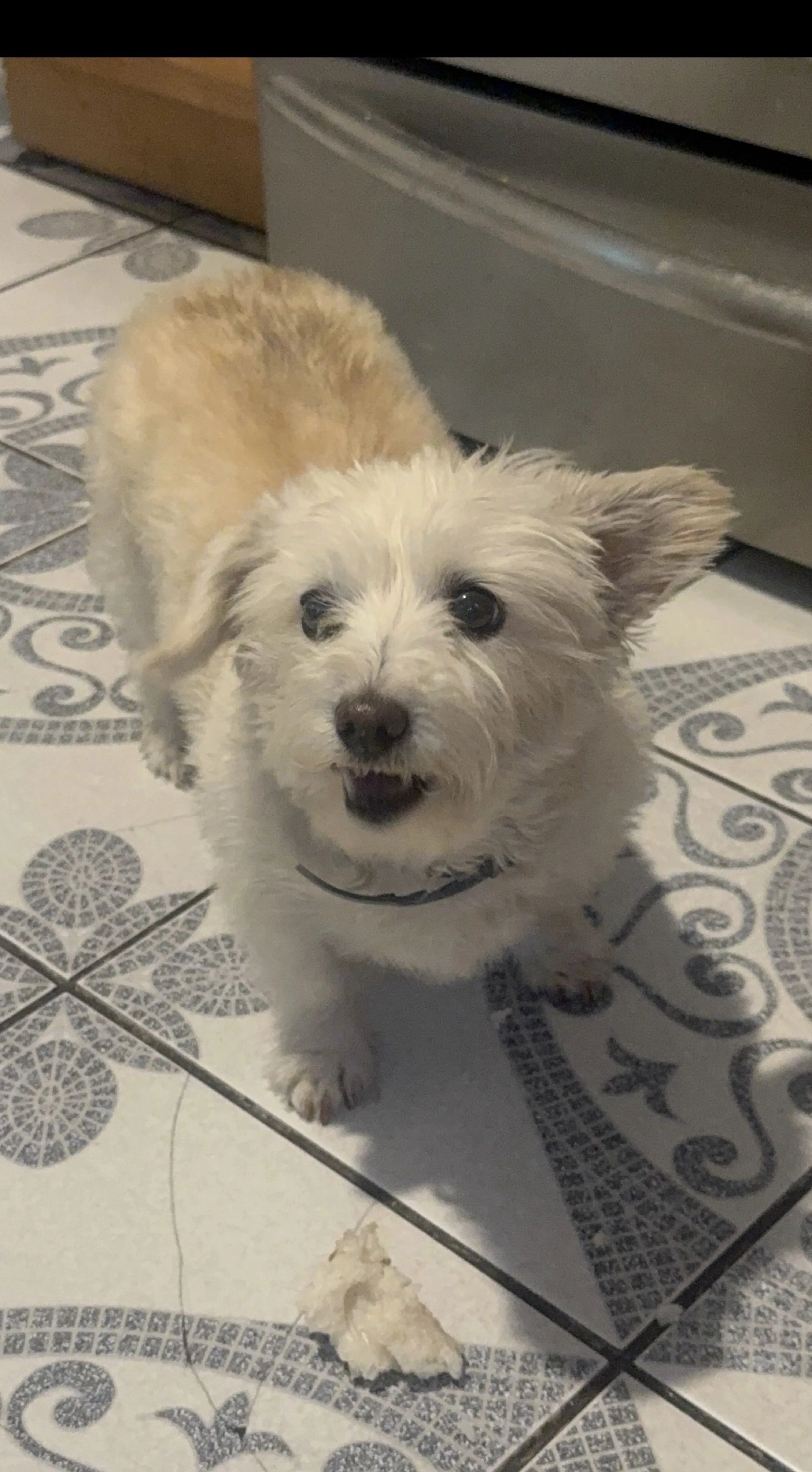 Lost pet