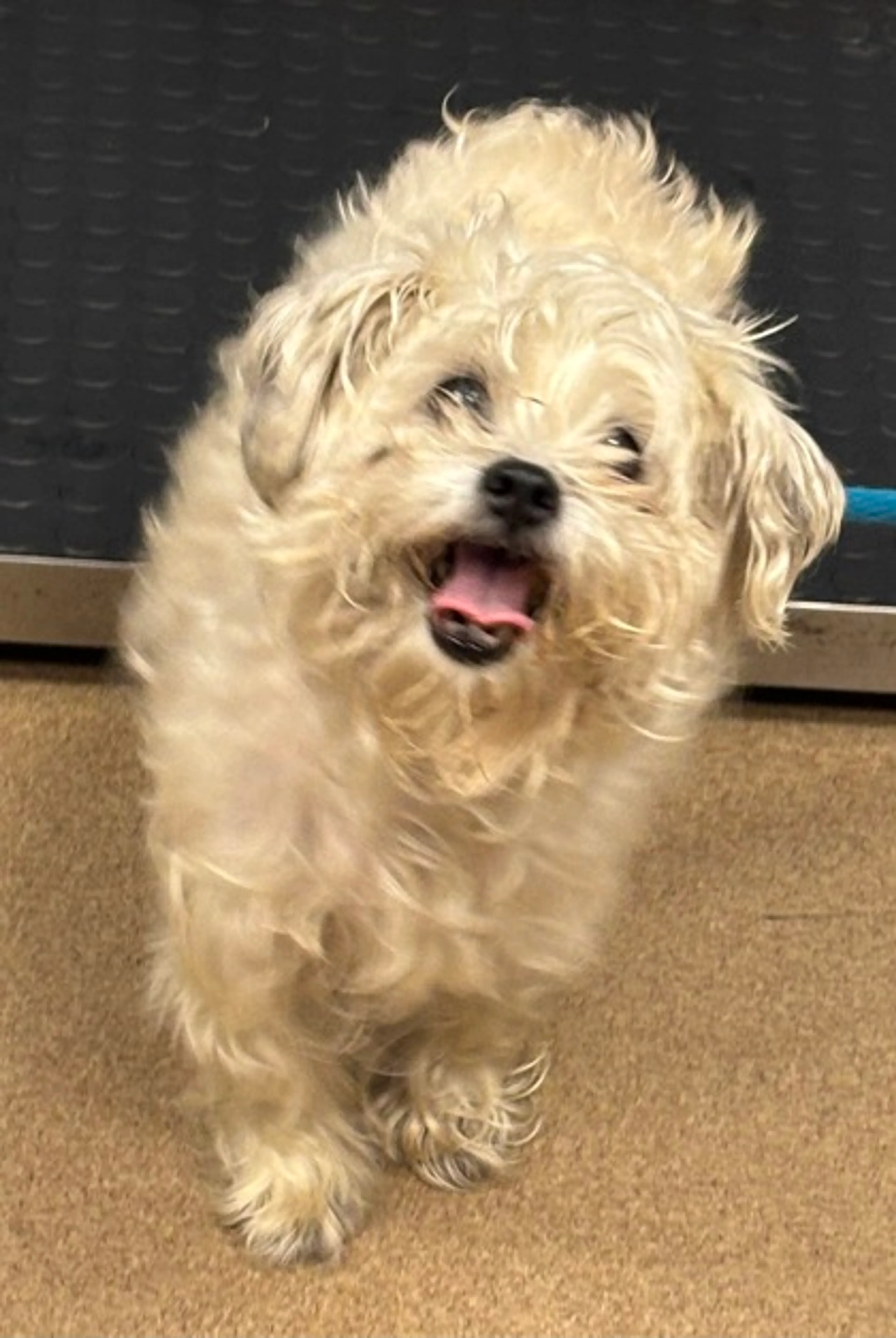 Found pet
