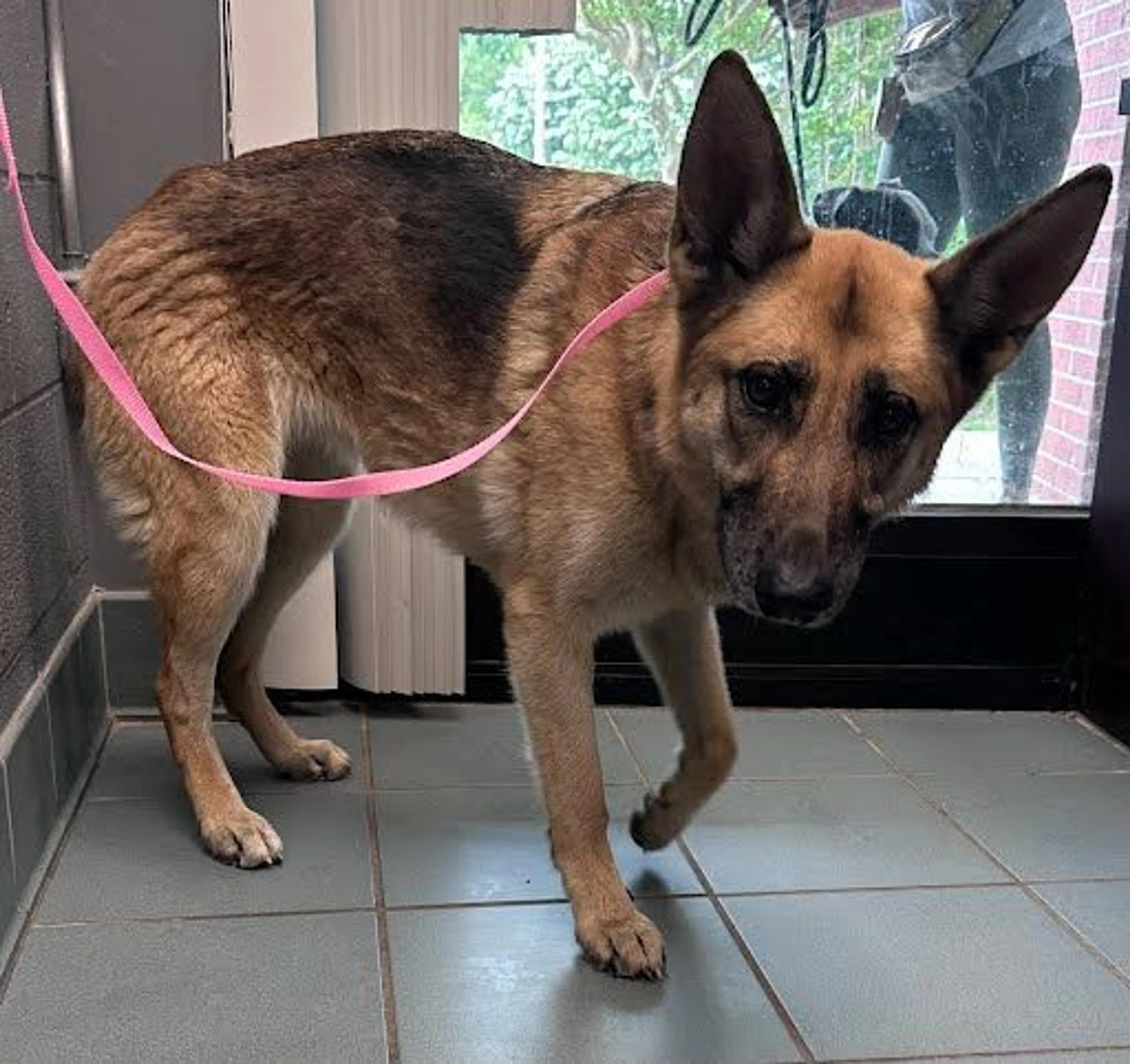 Found pet