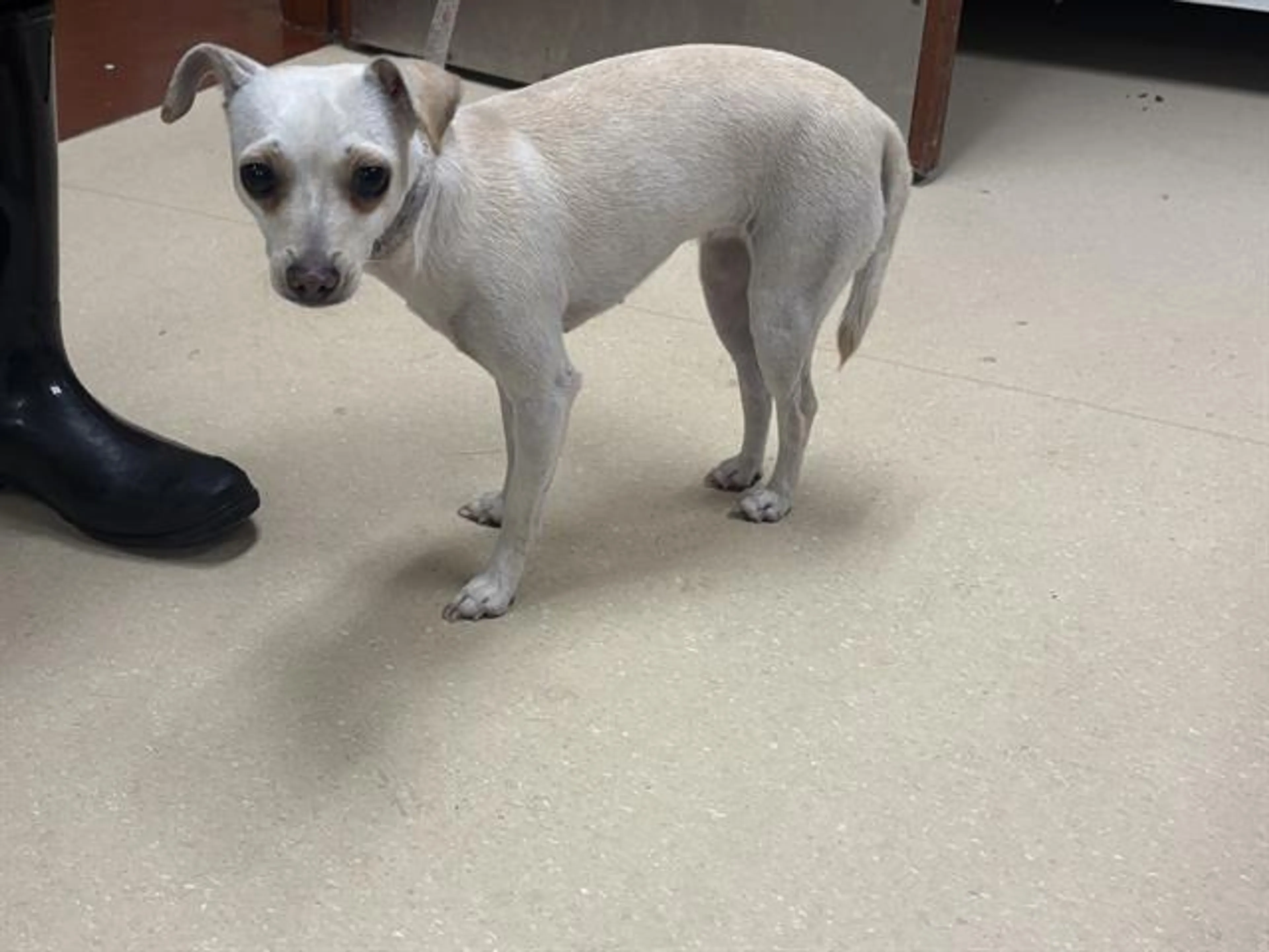 Found pet
