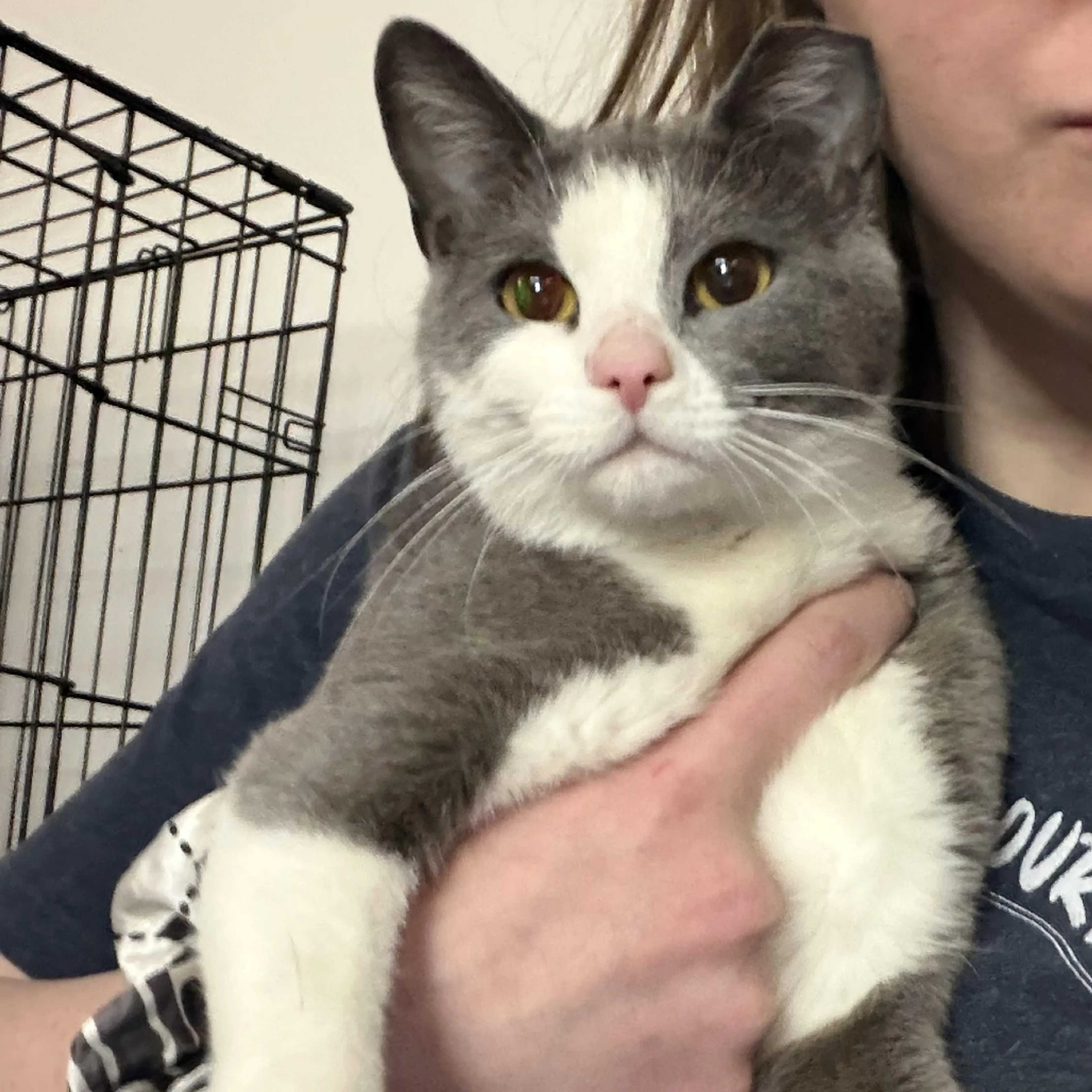 Found pet