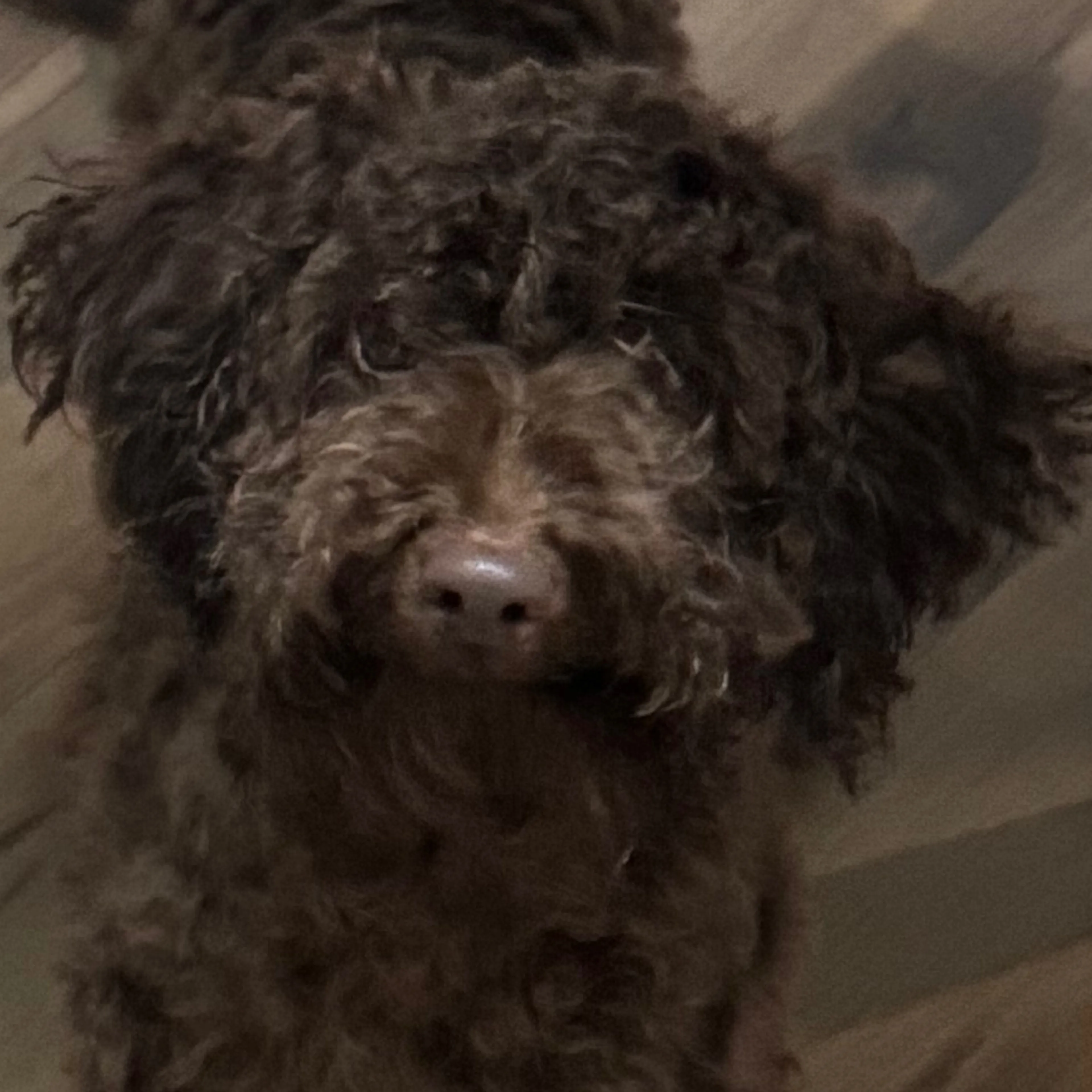 Lost pet-2