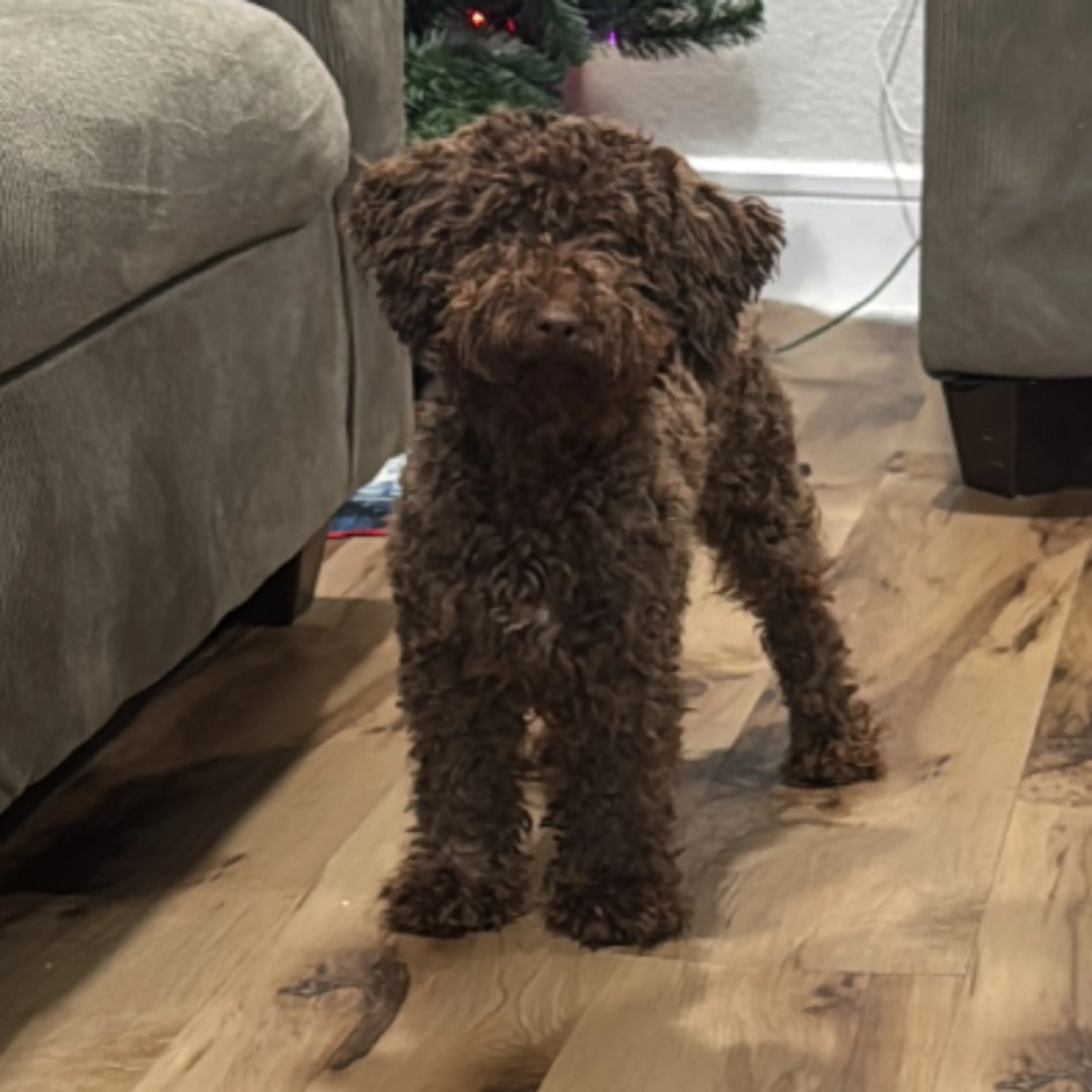 Lost pet-0