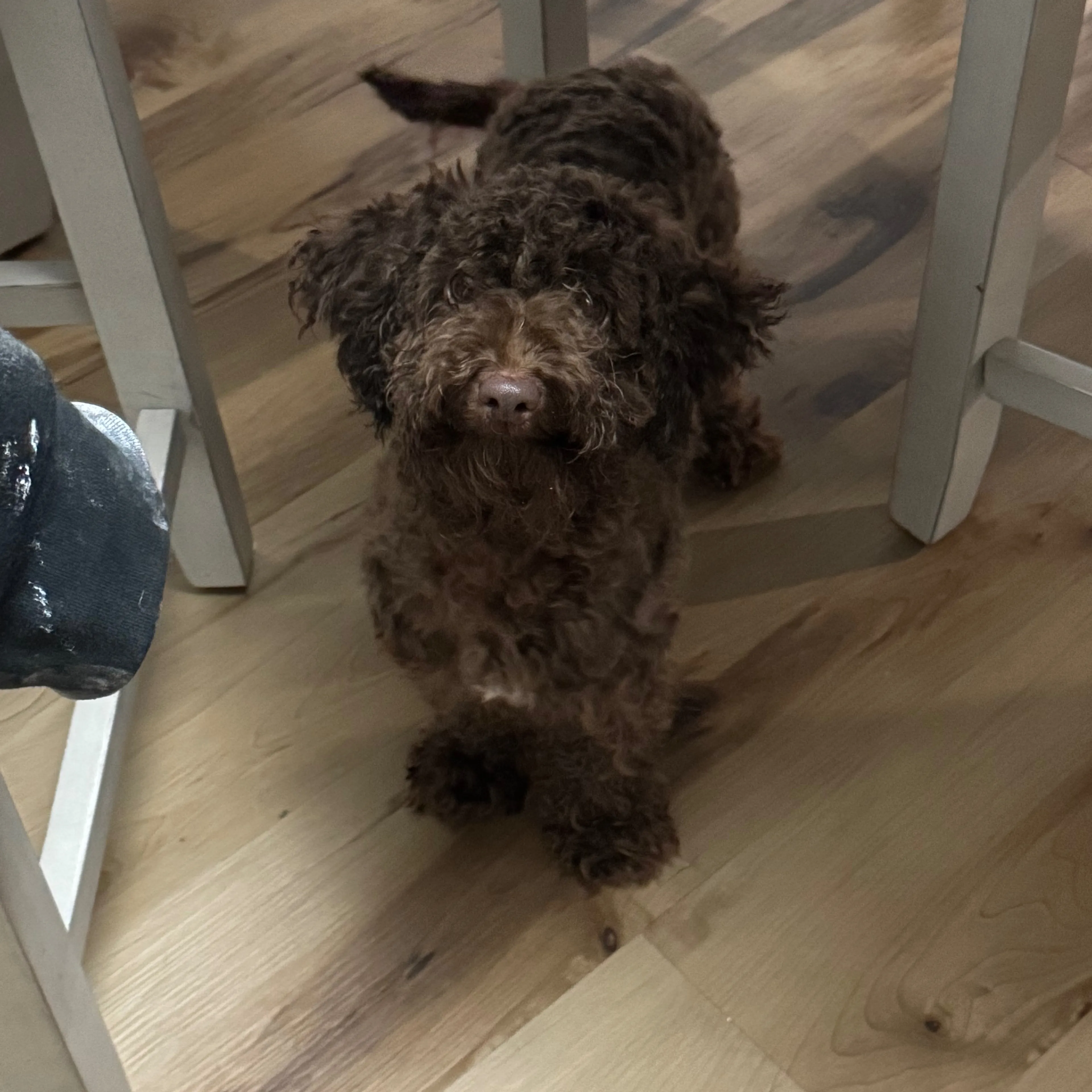 Lost pet-1