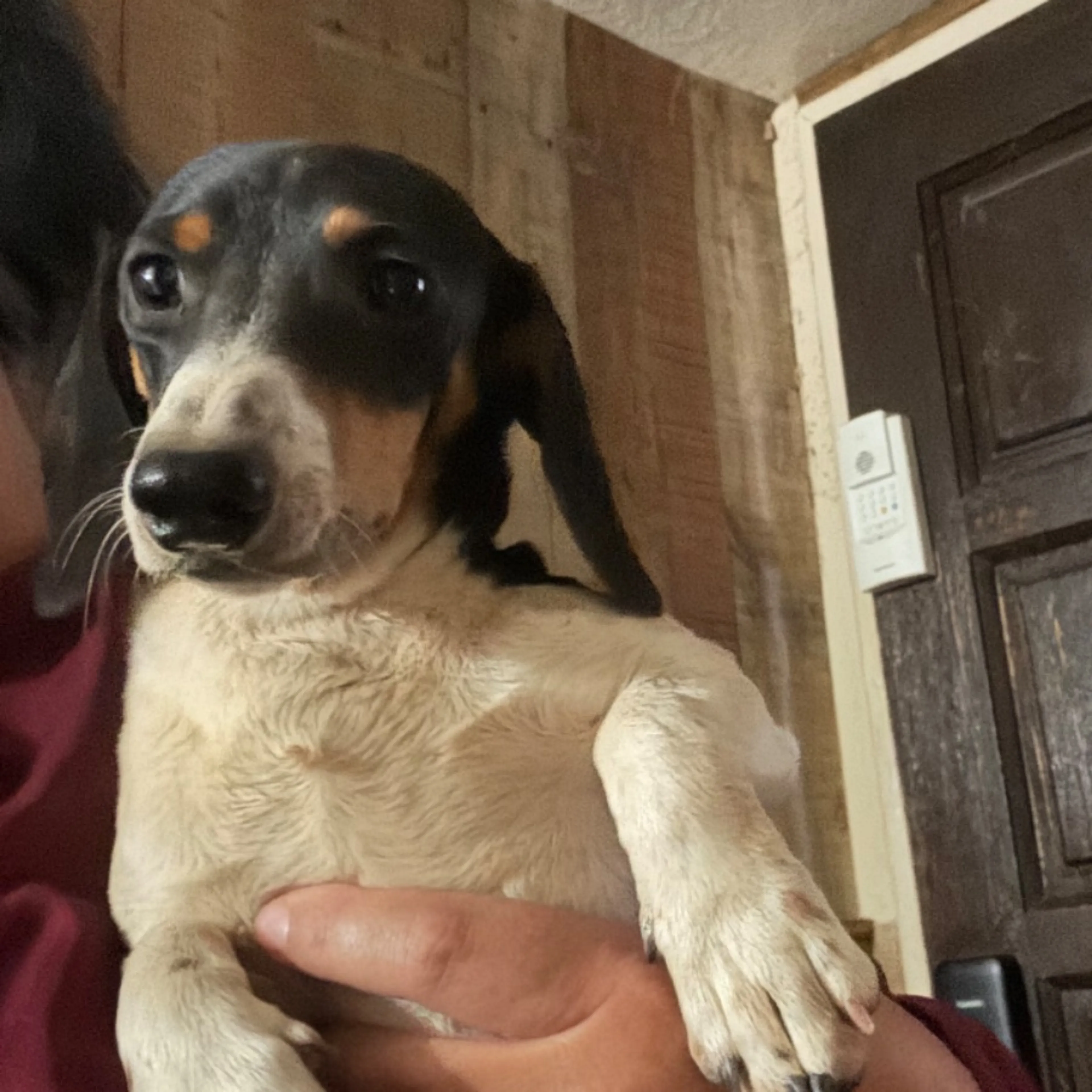 Lost pet