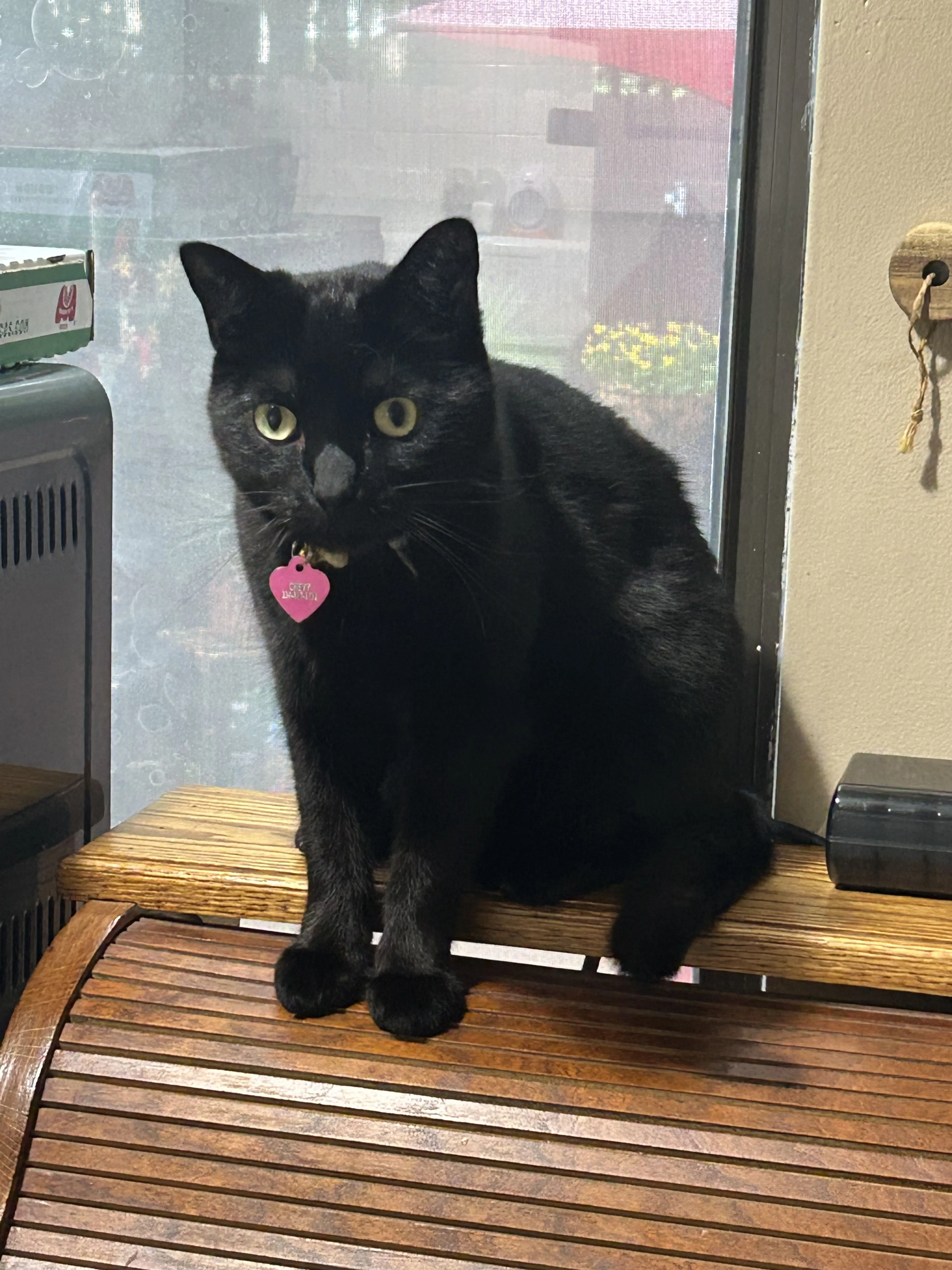 Lost pet-2