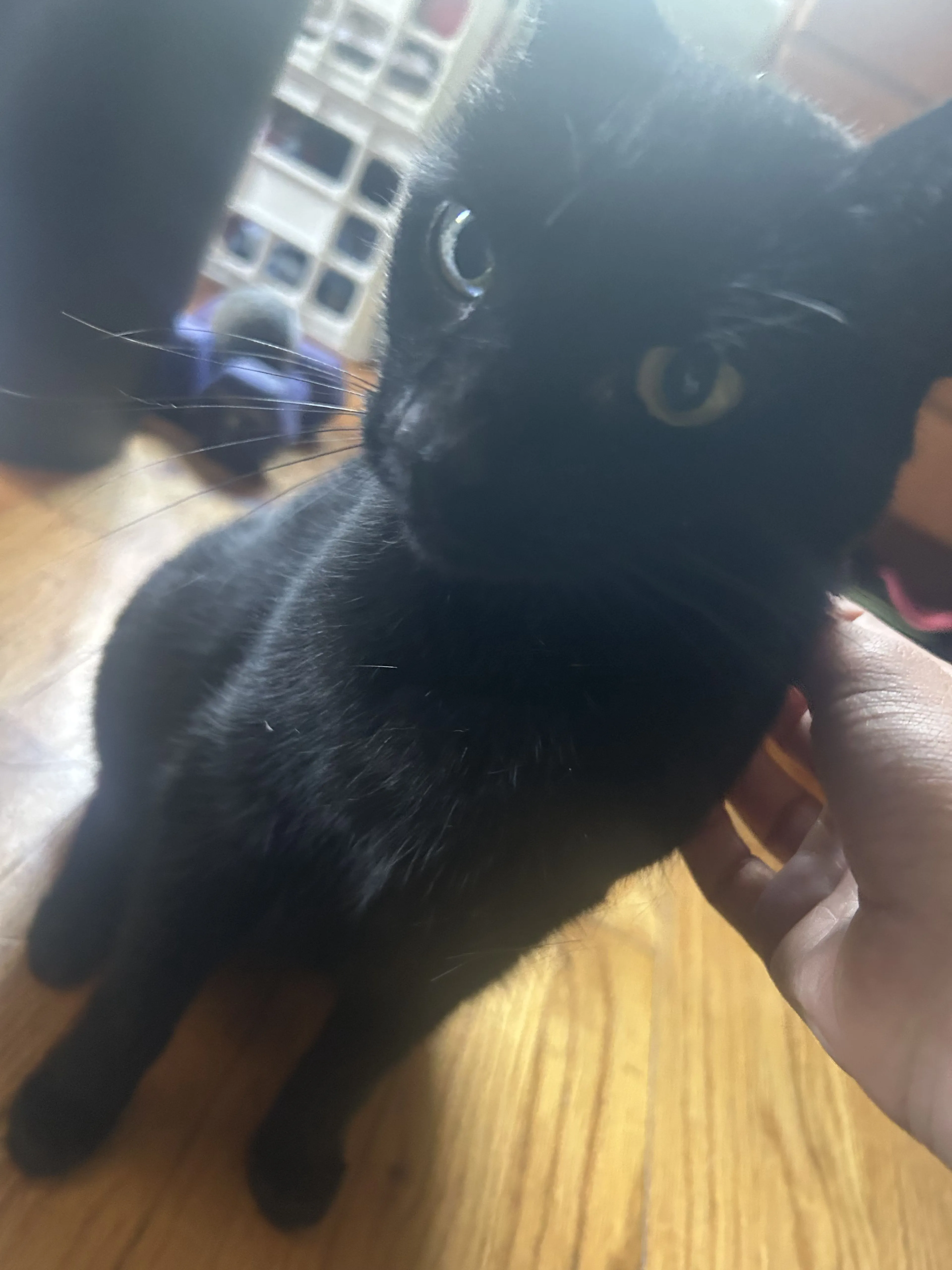 Lost pet-0