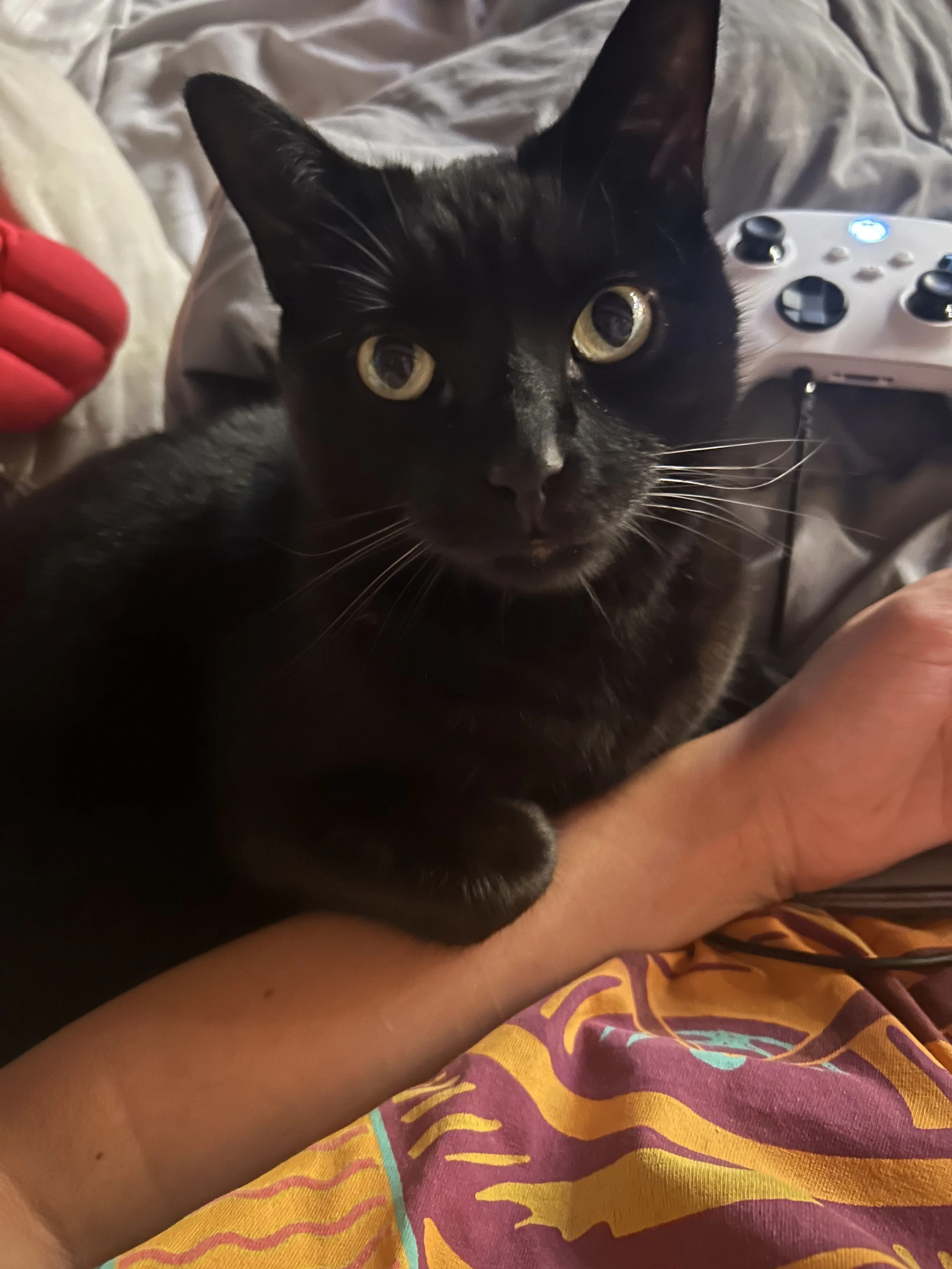 Lost pet-1