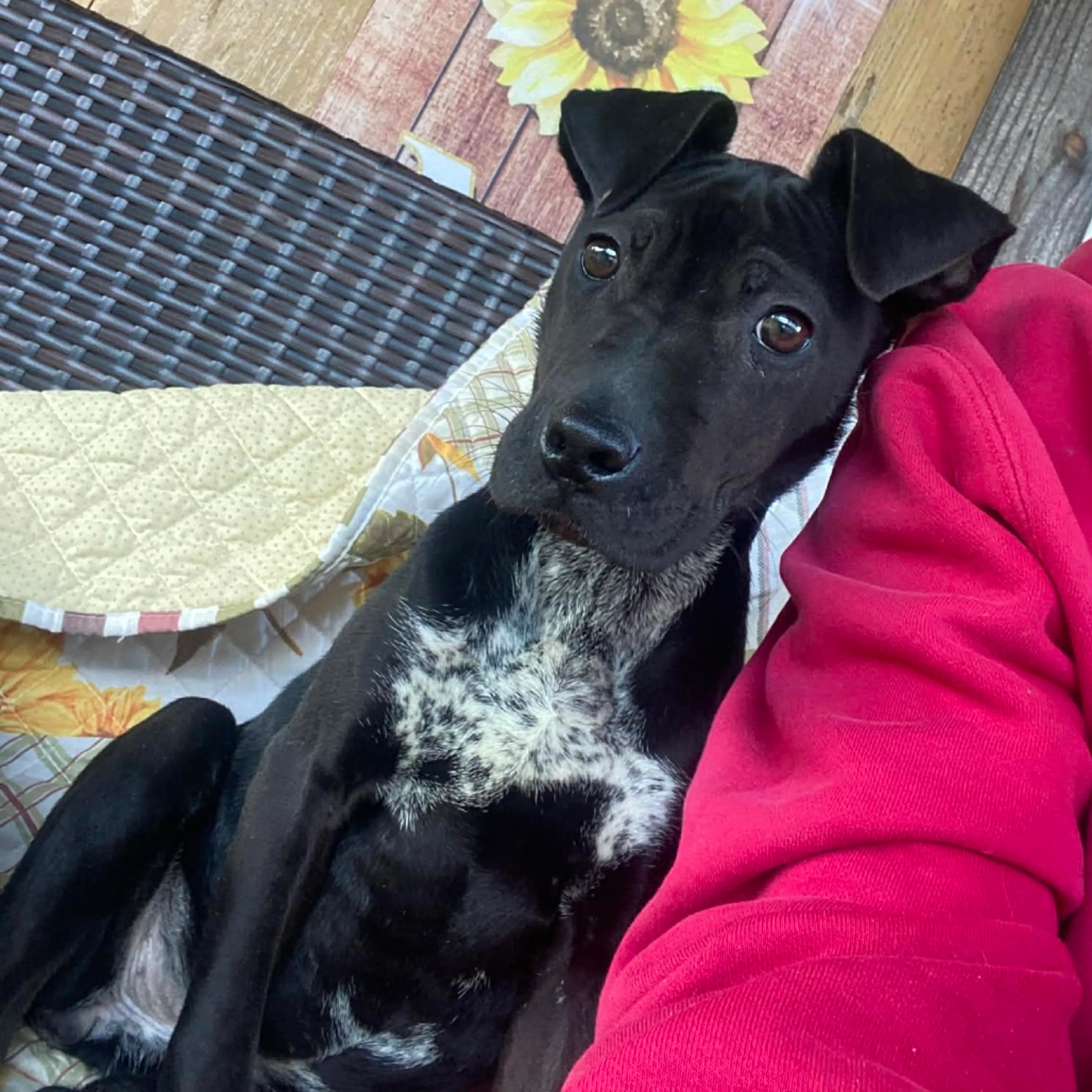 Found pet-2