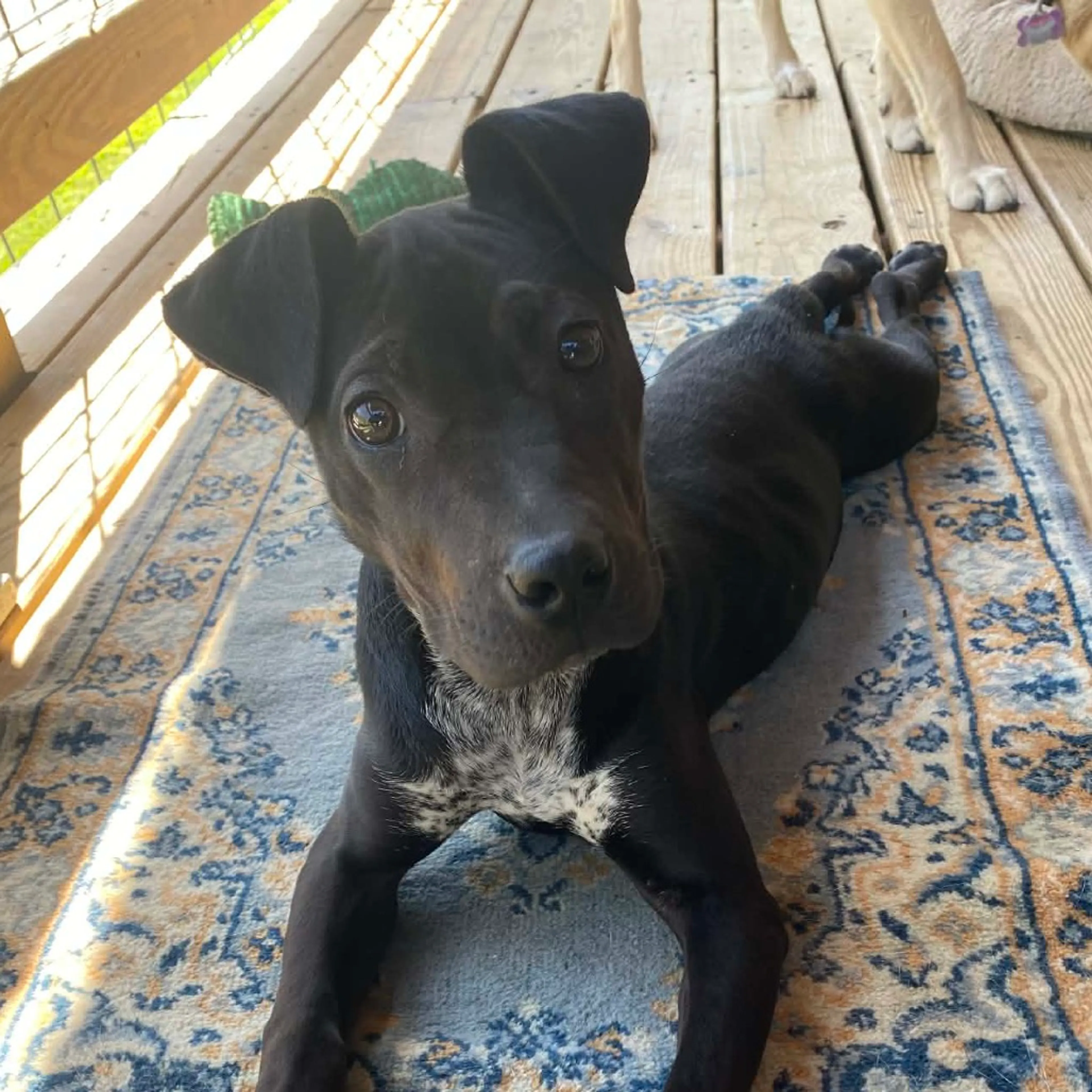 Found pet-0