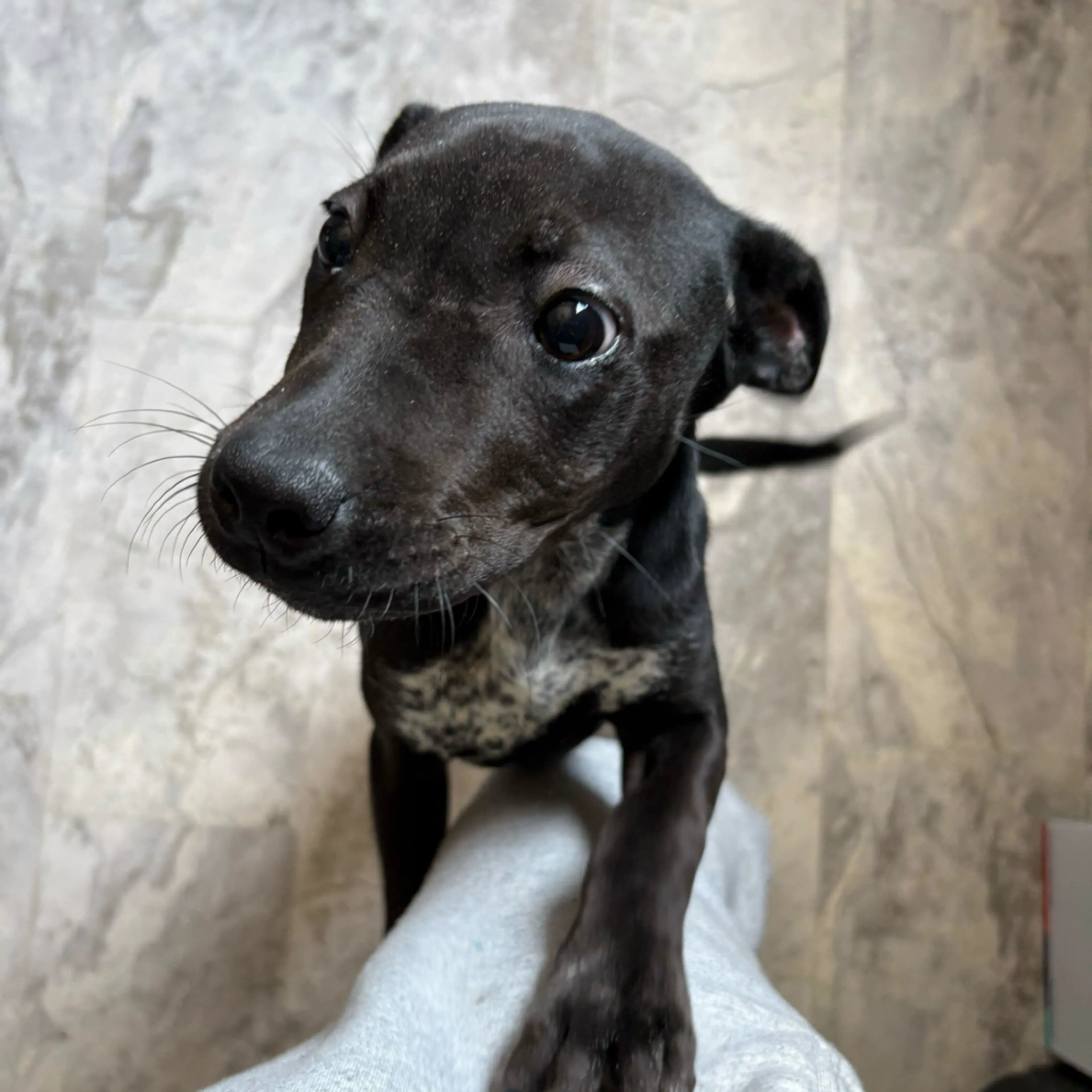 Found pet-6