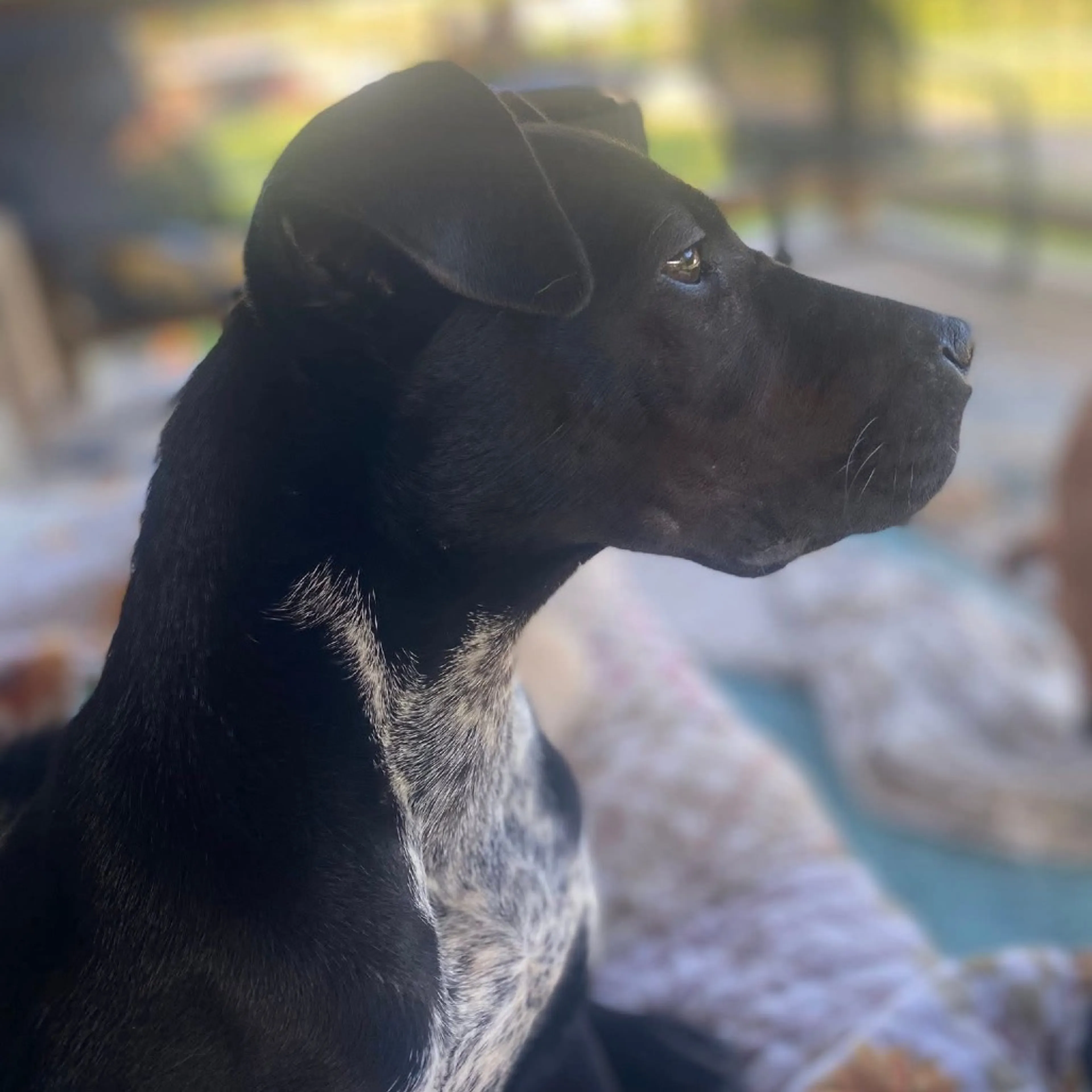 Found pet-3