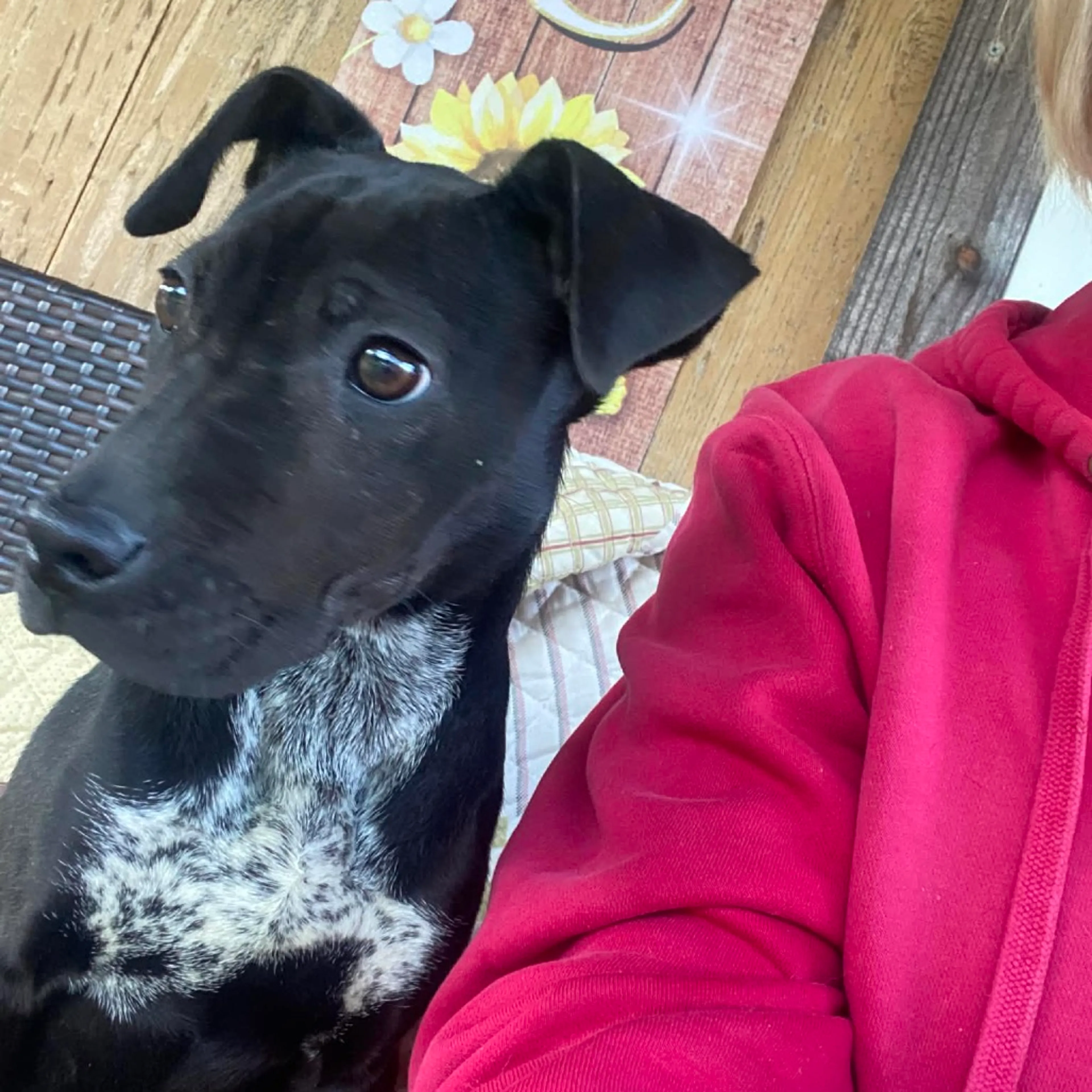 Found pet-4
