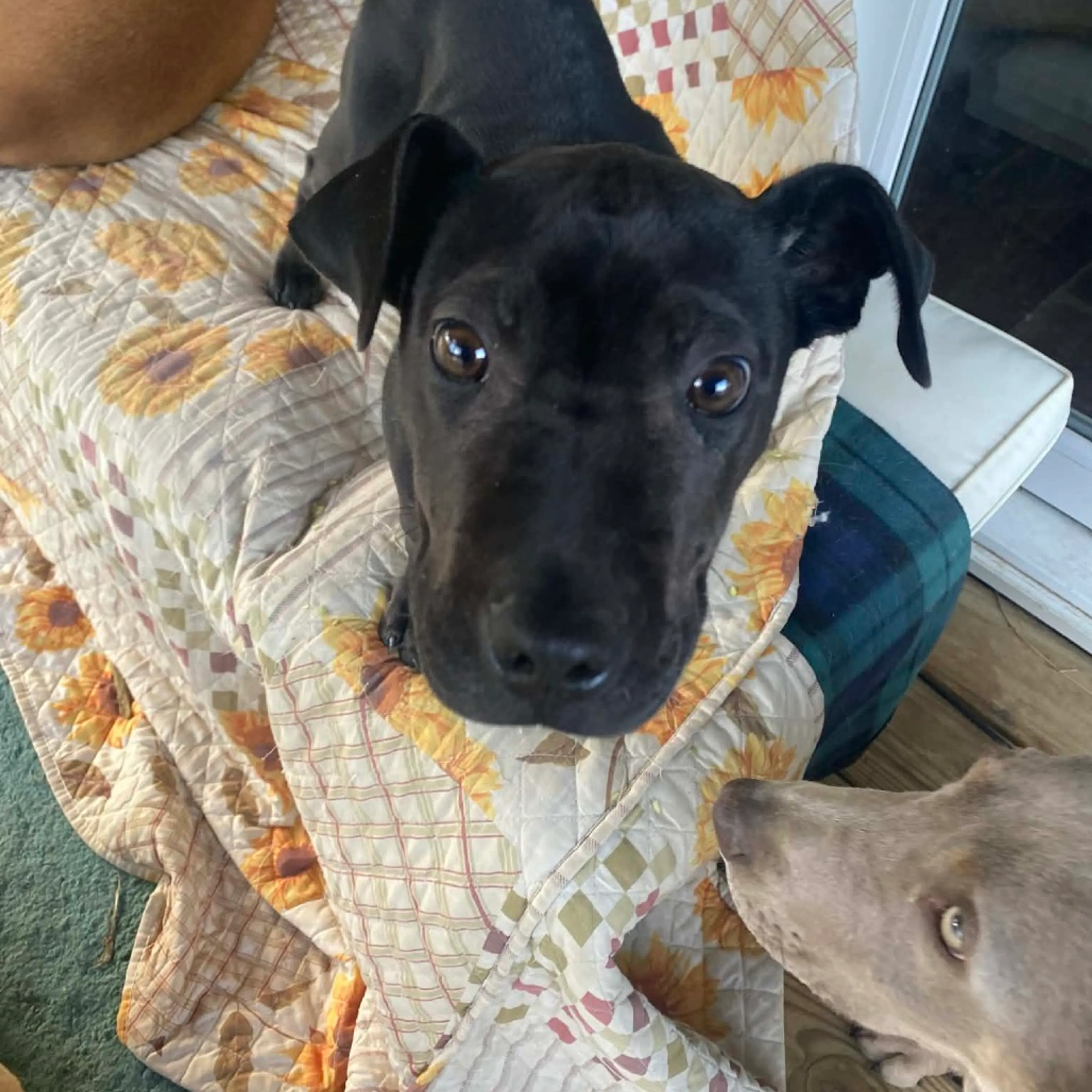 Found pet-5