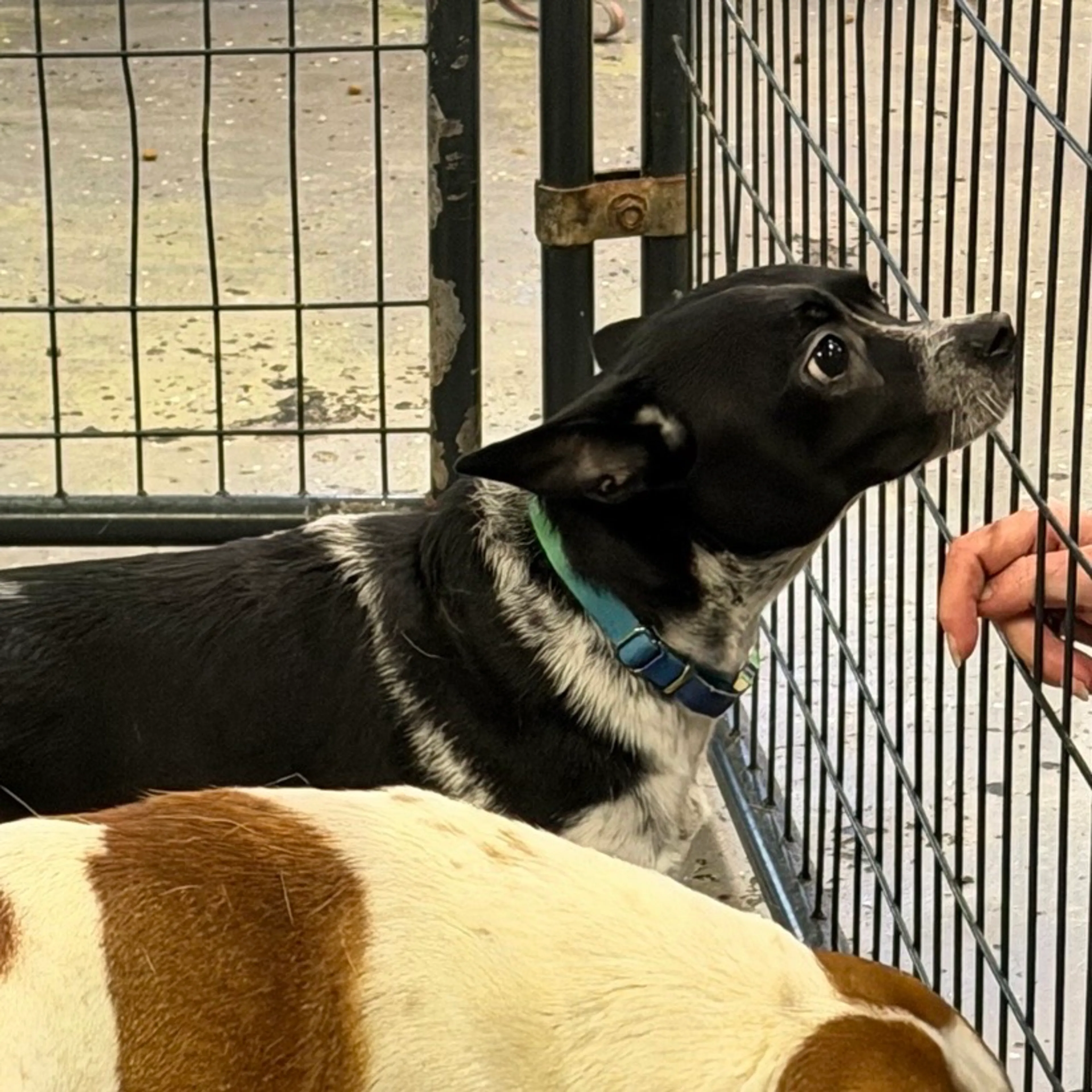 Found pet-3