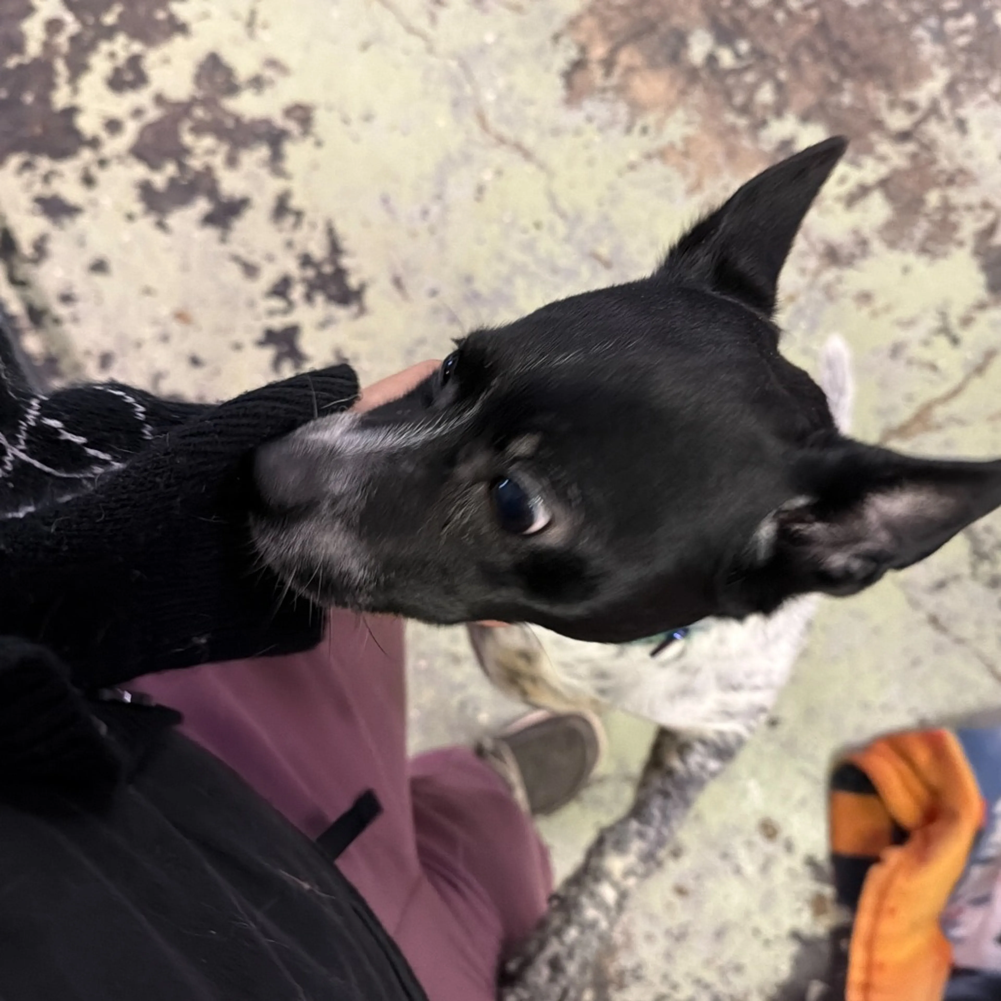Found pet-1