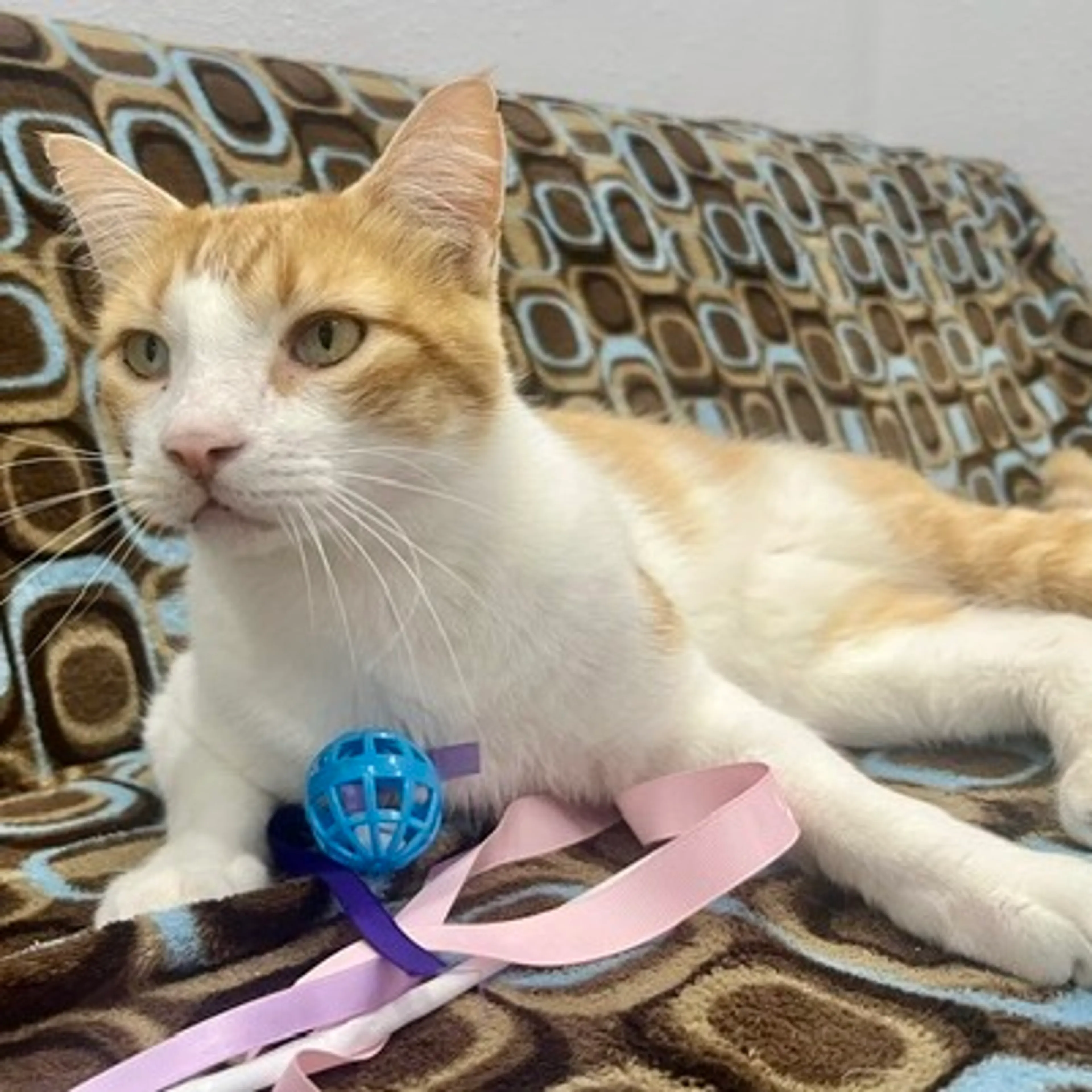 Found pet-8