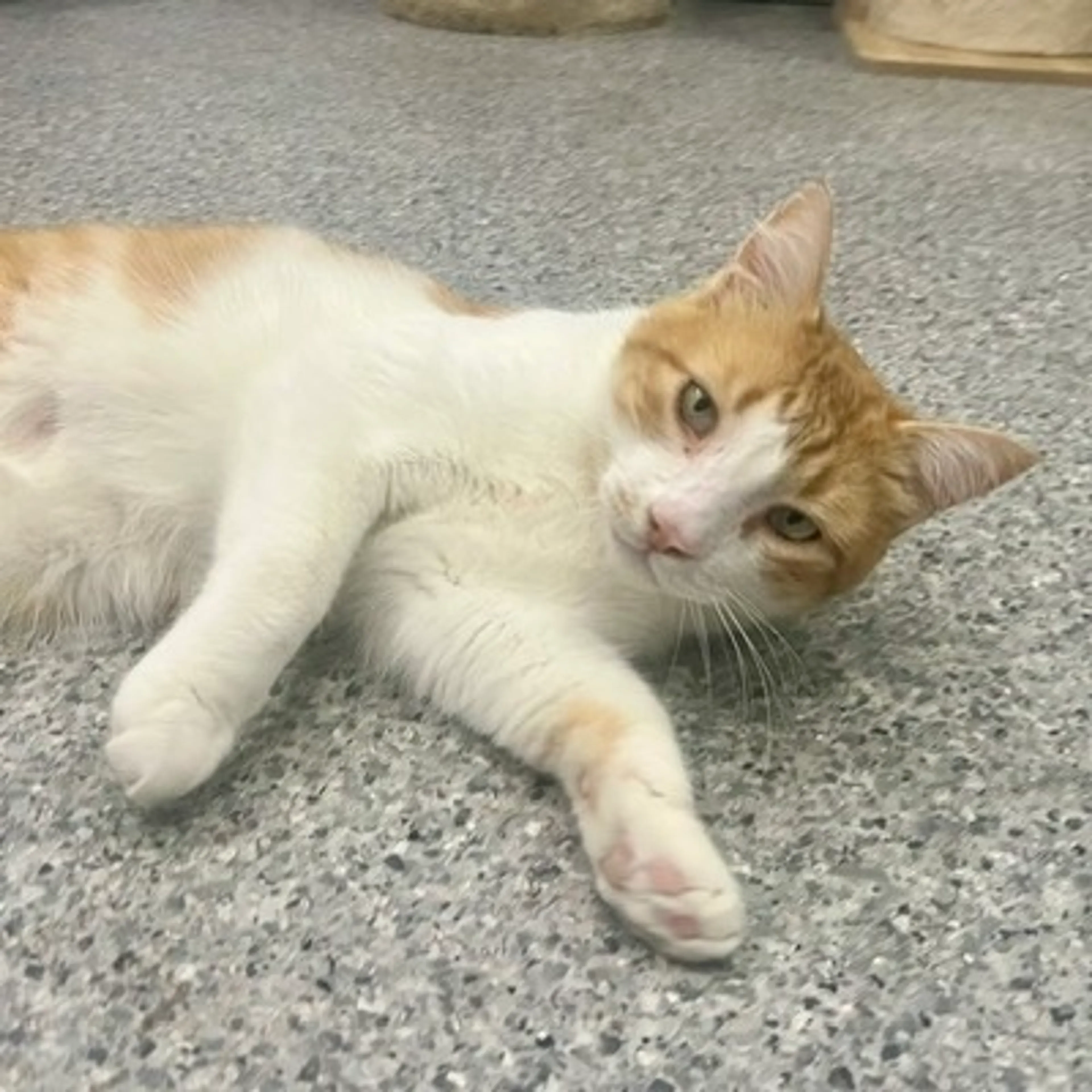Found pet-6