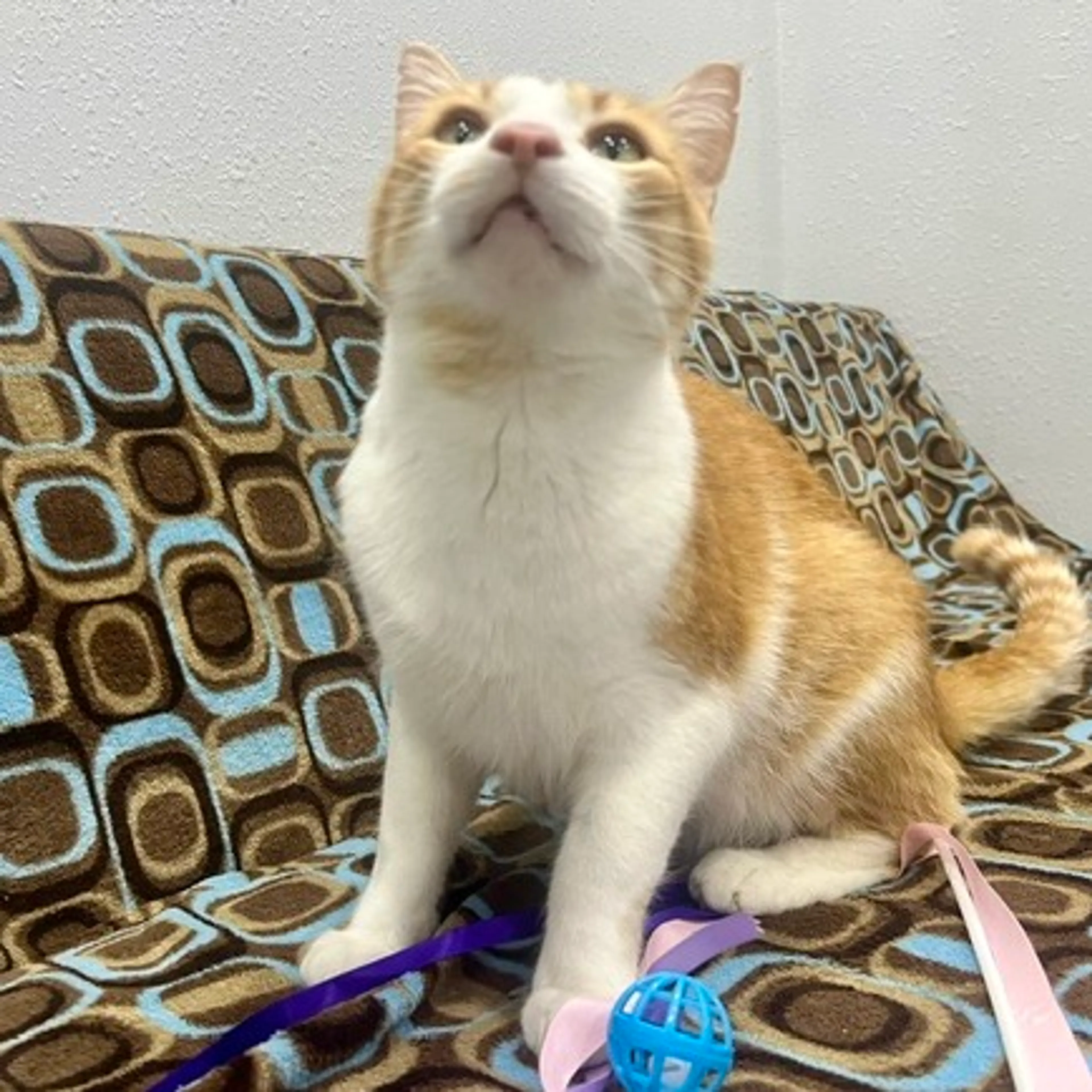 Found pet-4