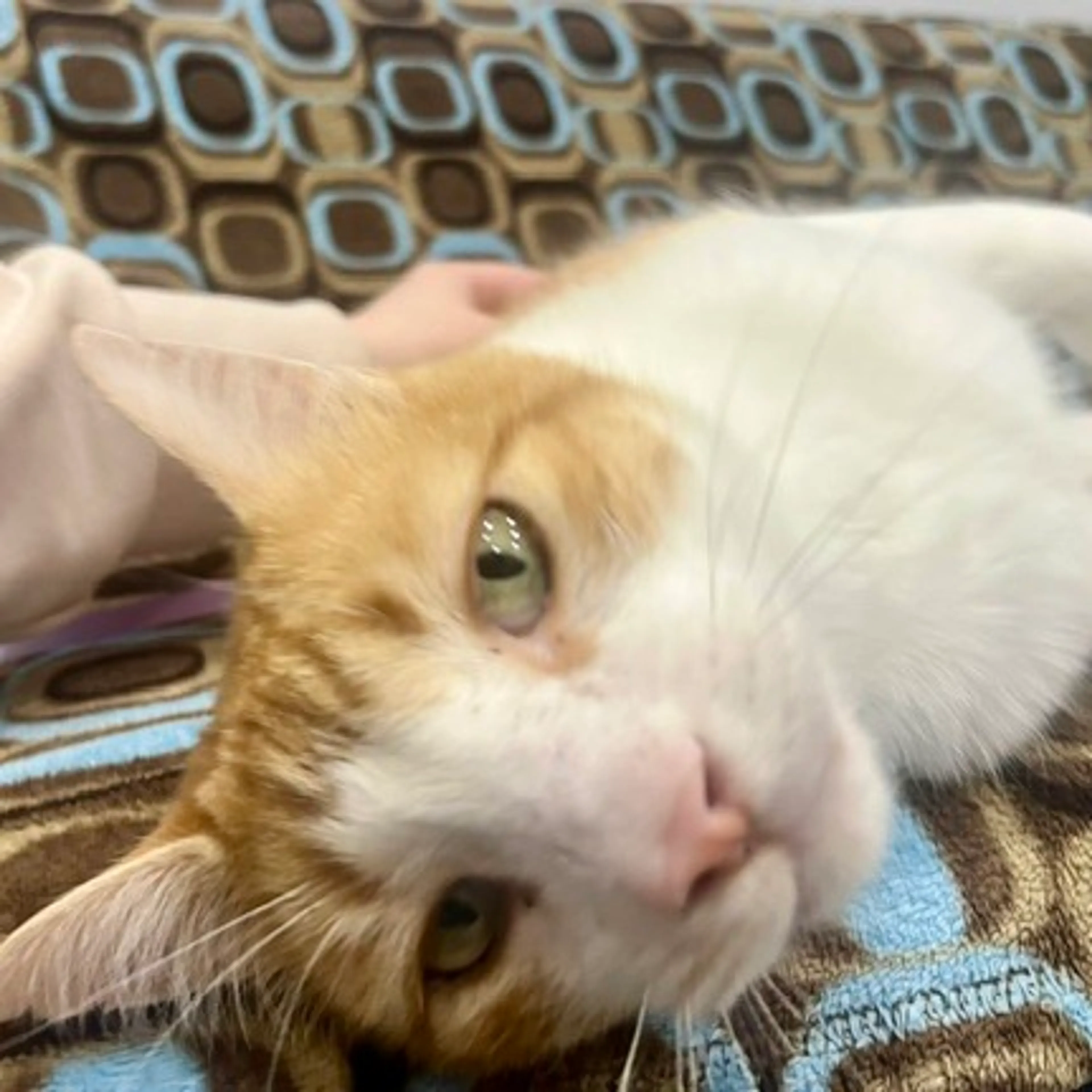 Found pet-1