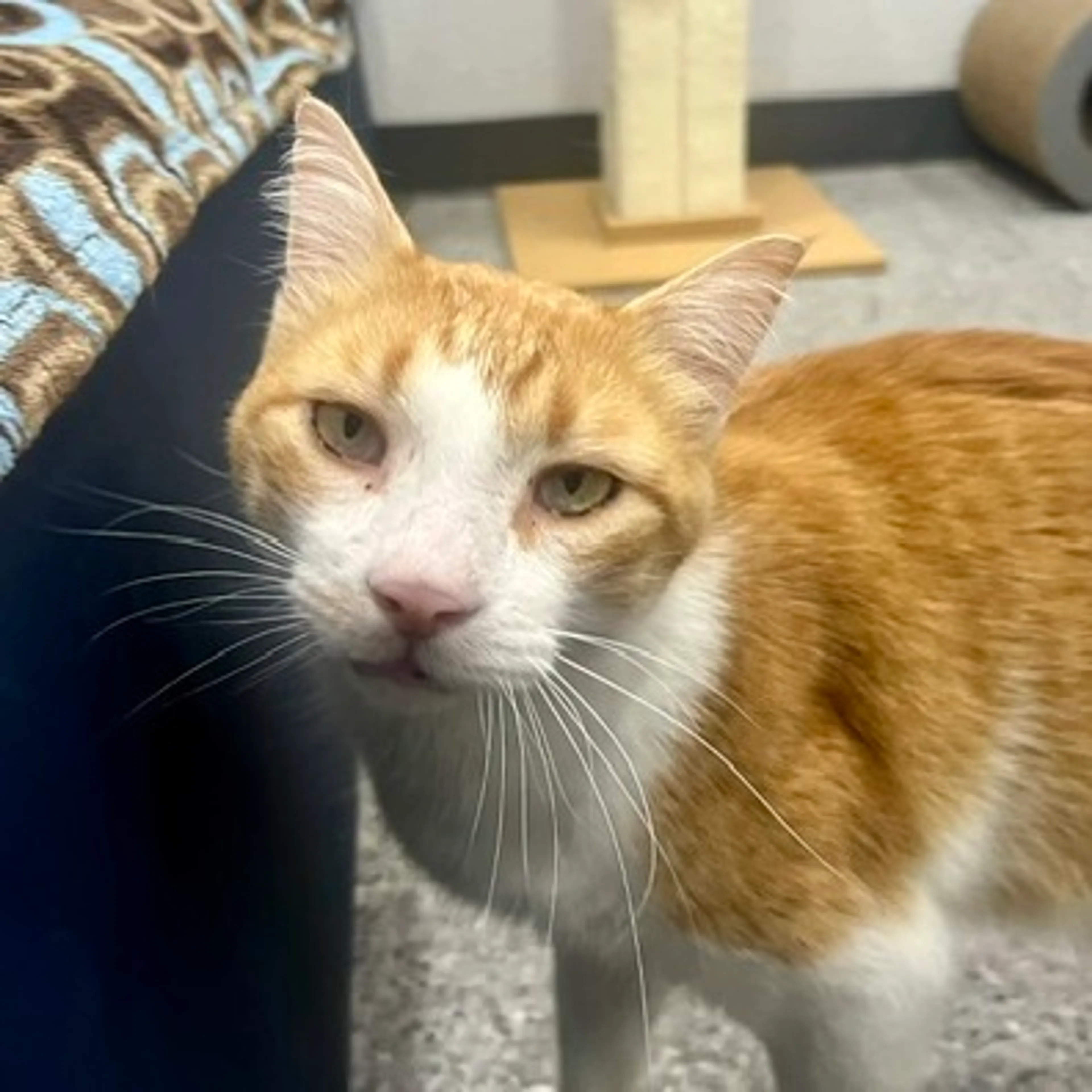 Found pet-2