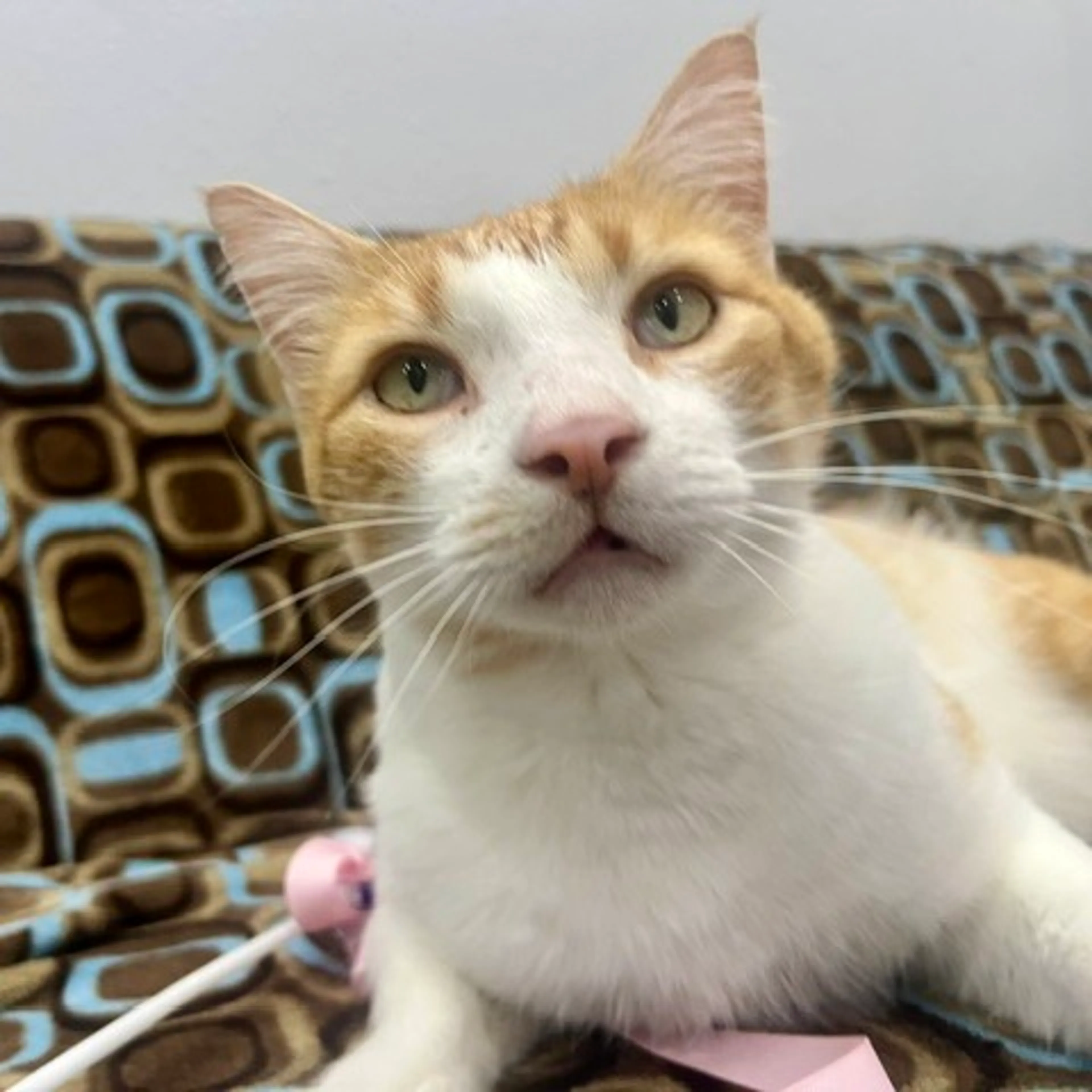 Found pet-5