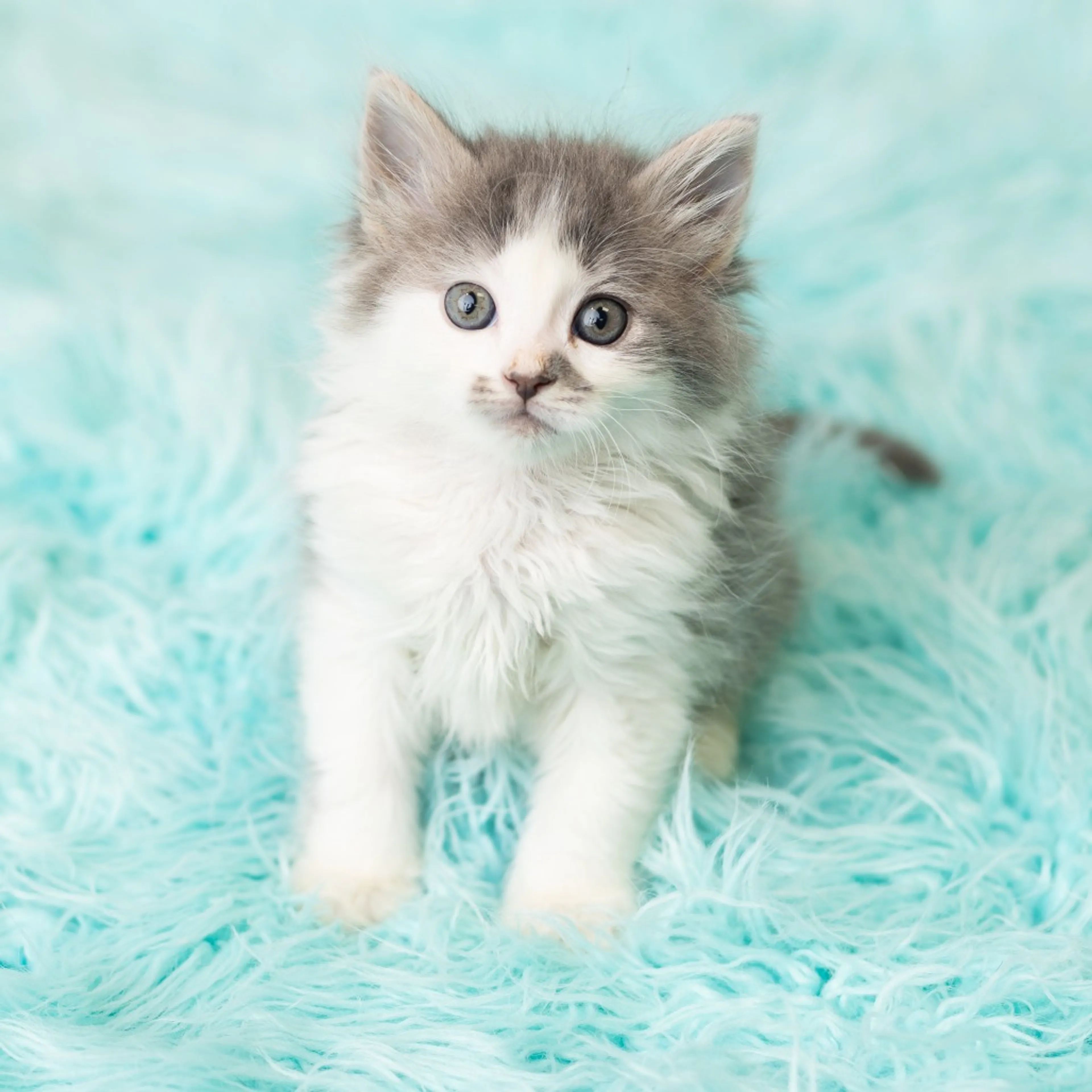 Found pet-3