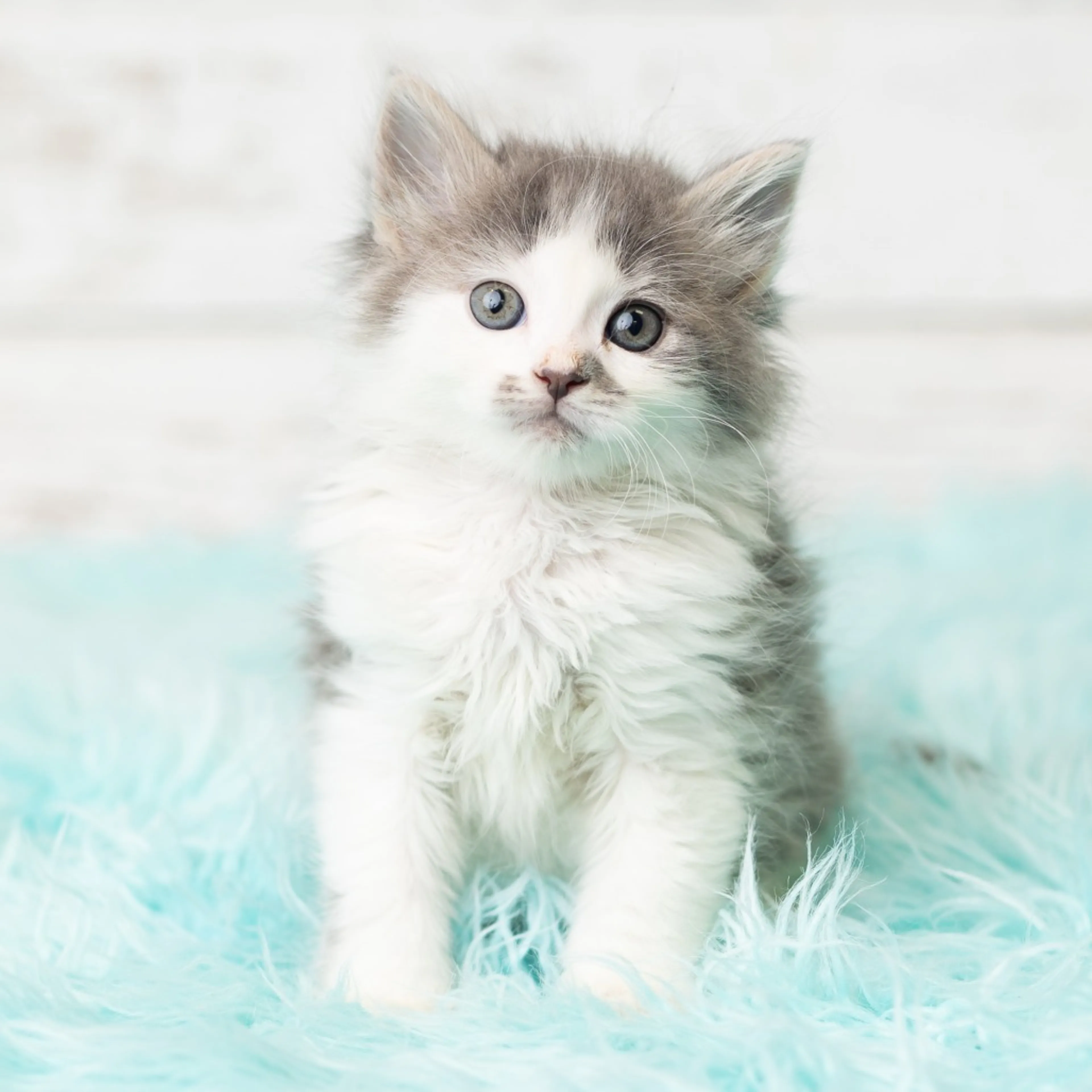 Found pet-1