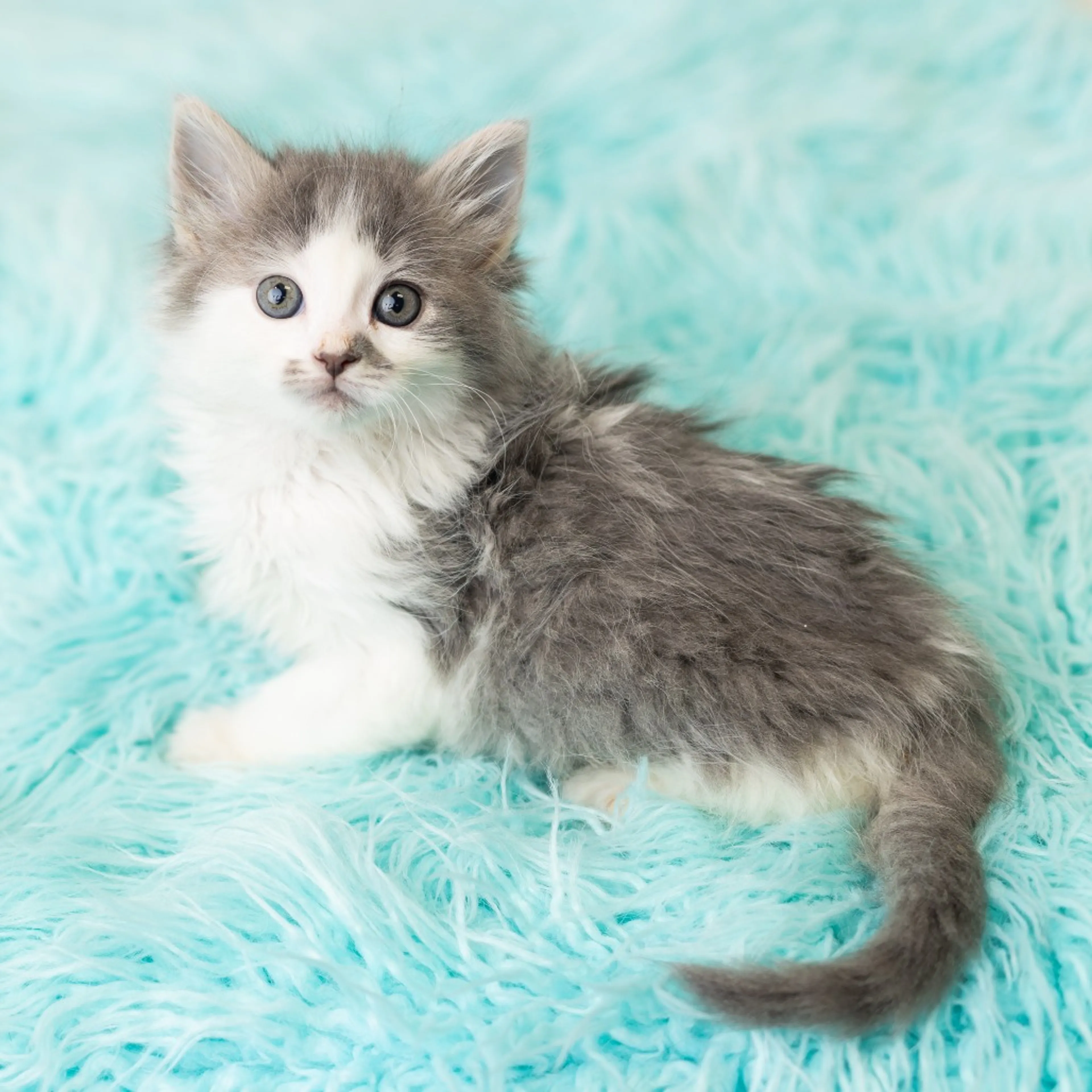 Found pet-2