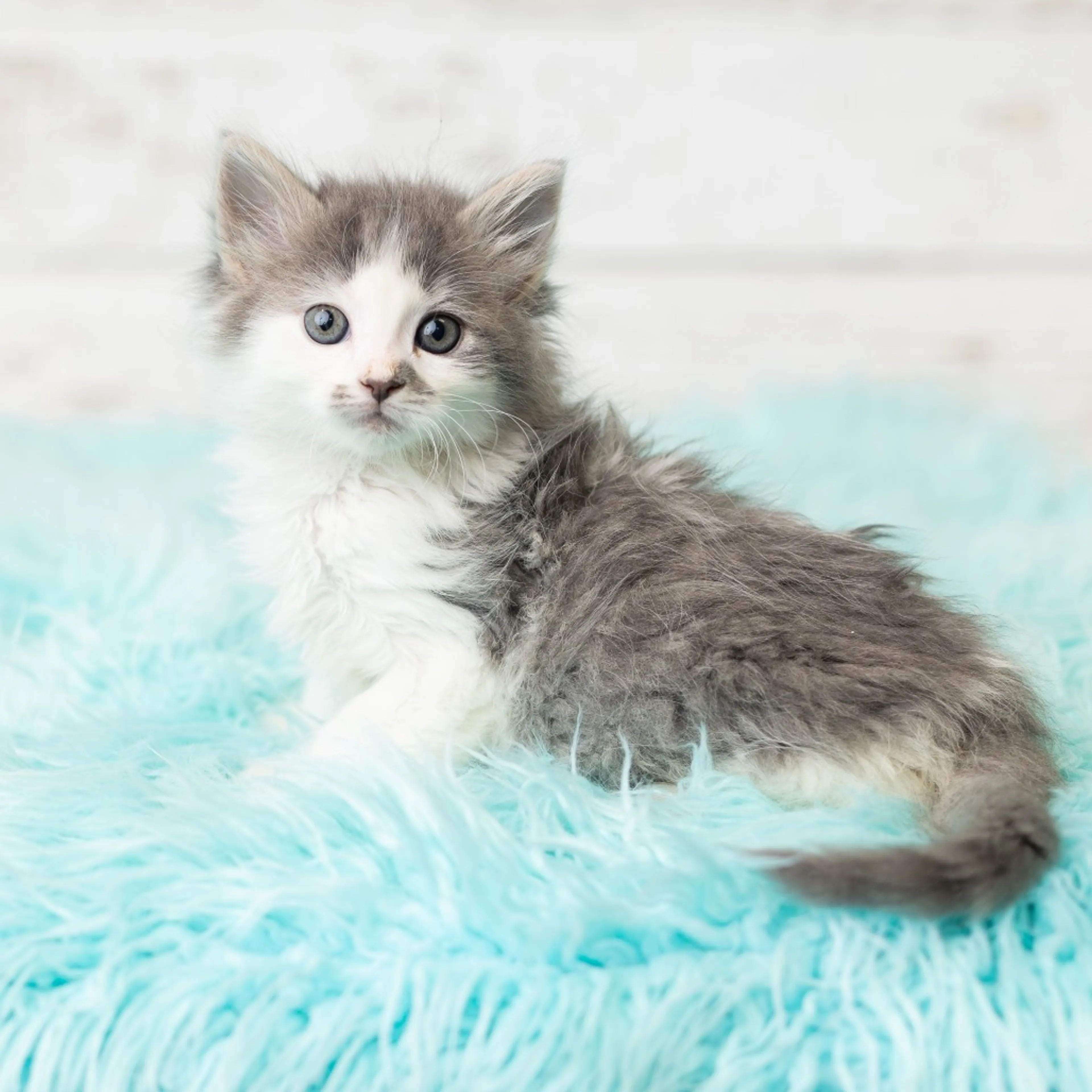 Found pet-5